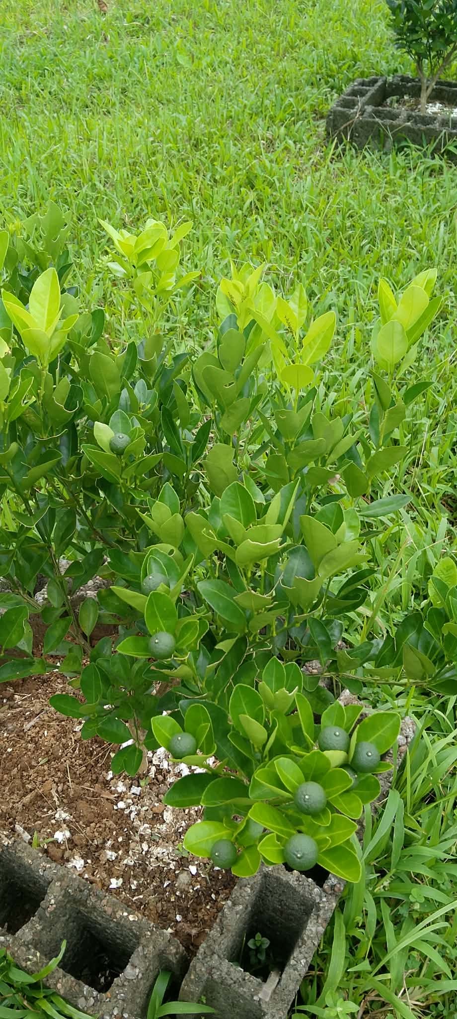 We kweken een paar Filipijnse citrusplanten. Voel je vrij om het fruit te plukken. Het beste gebruik ...