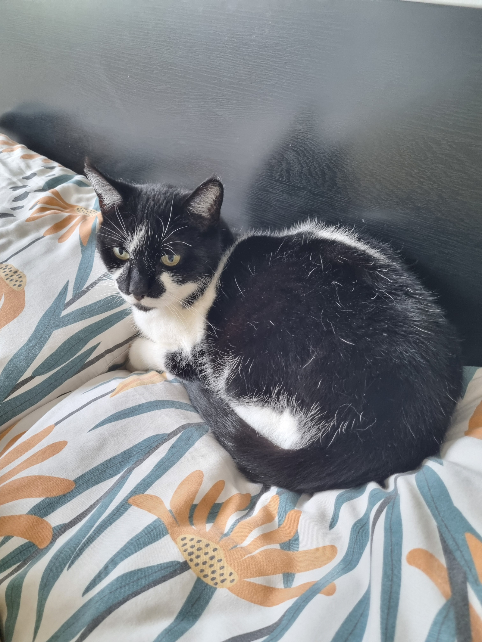 Finn: el gato más amable de todos los tiempos. Es un poco tímido y tímido, pero vendrá a abrazarlo c ...