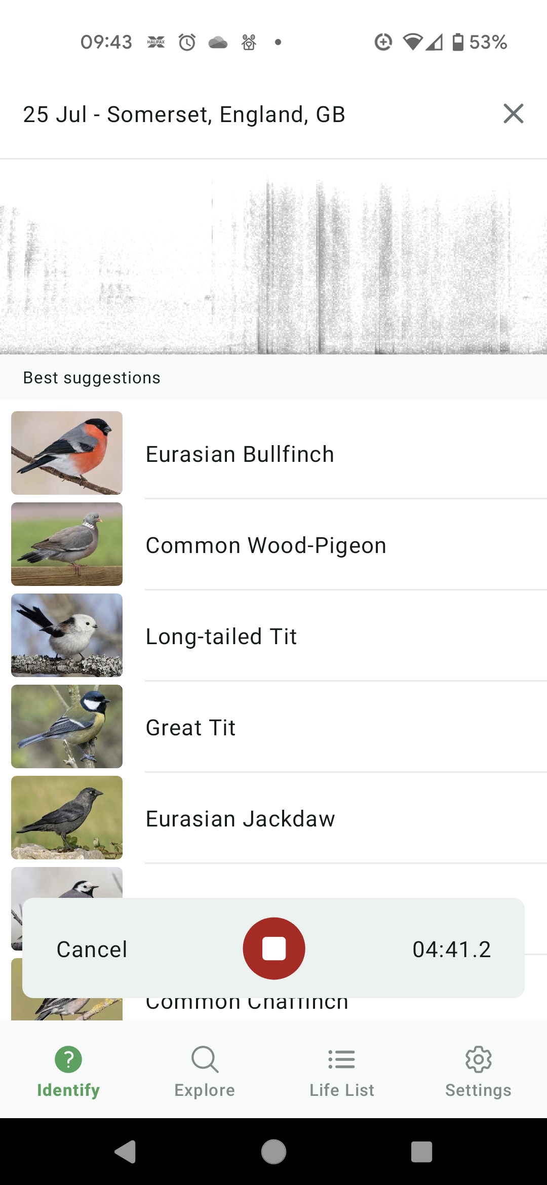 Solo alcuni dei richiami degli uccelli catturati una mattina di luglio