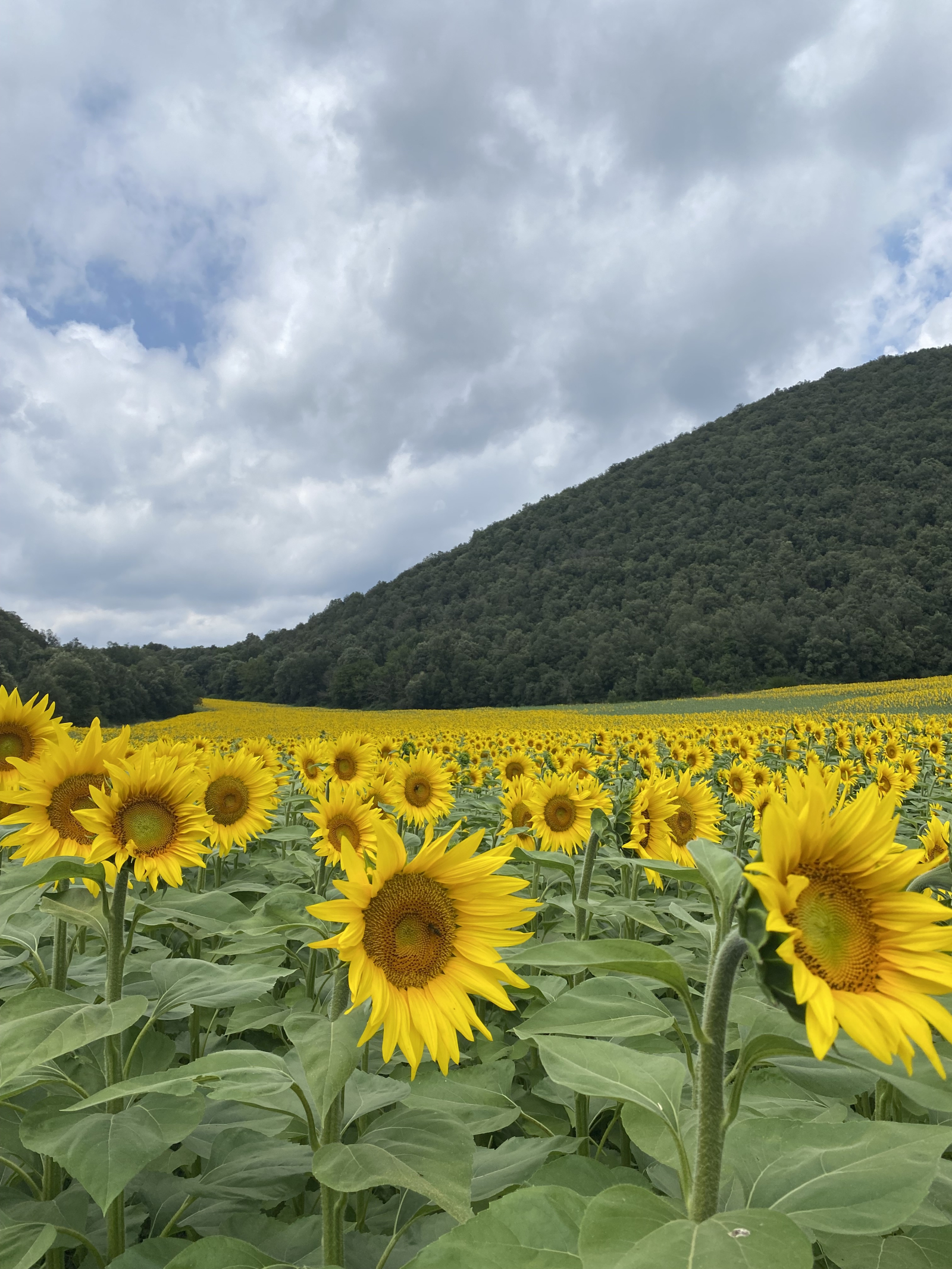 Cataluña, a medio camino del volcán, con una vista preciosa de Olot y sus colinas circundantes.