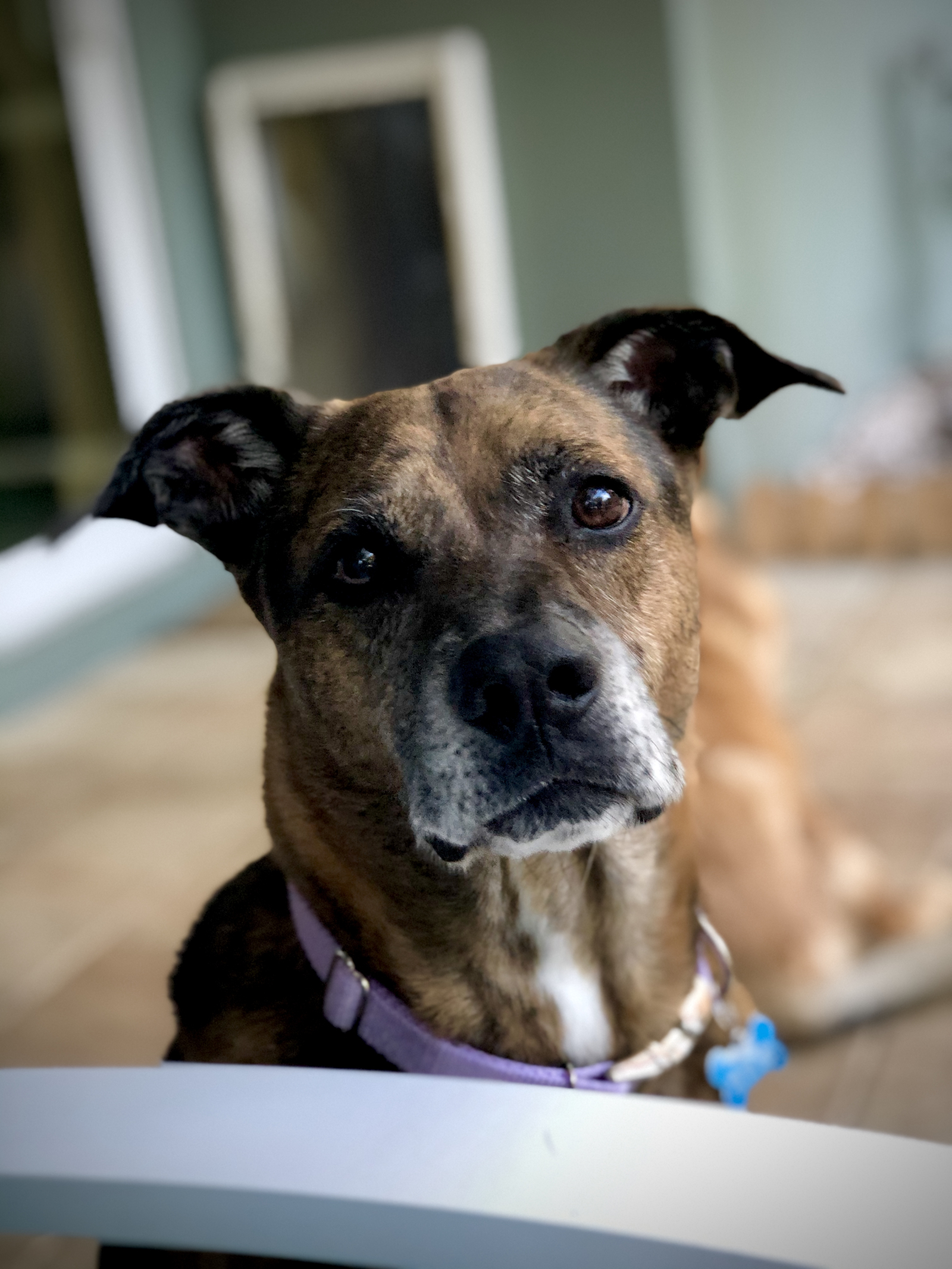 Old man Wiley (he will be 14 Feb 2025). He’s calm and sweet. If we are doing an exchange where we ca ...