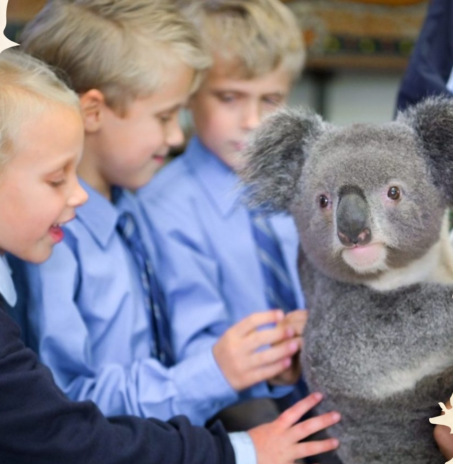 C’est l’un des rares endroits à Sydney où l’on peut toucher les célèbres koalas.
Photo tirée du sit ...