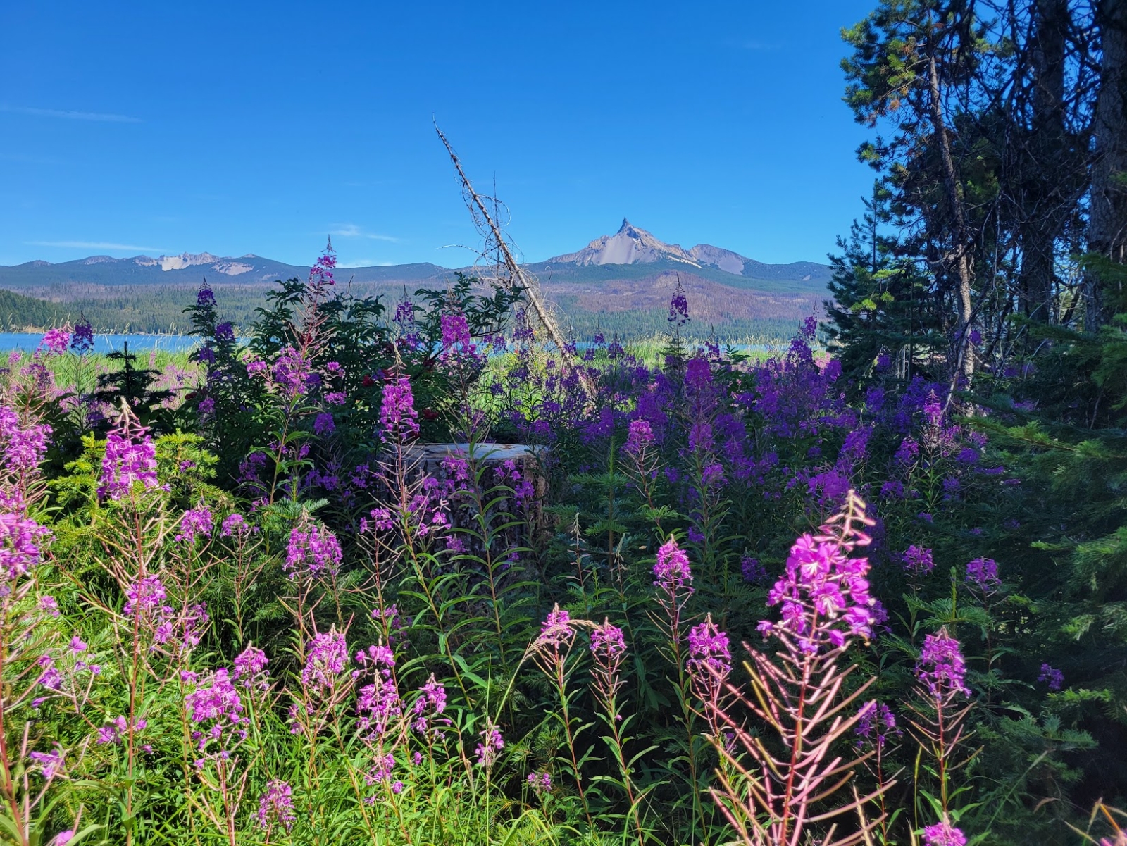 Monte Thielsen