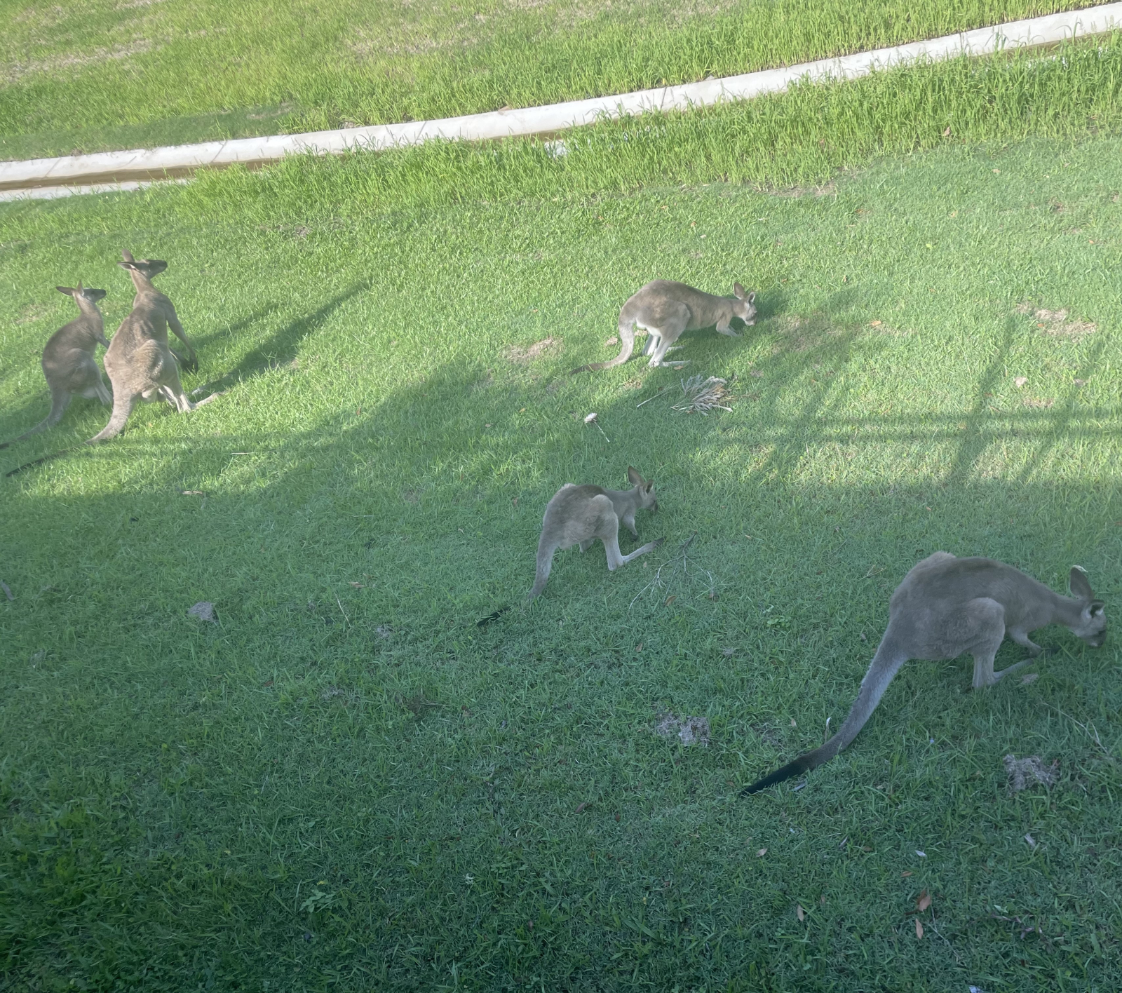 Family (mob) of kangaroos grazing in the park beside our home