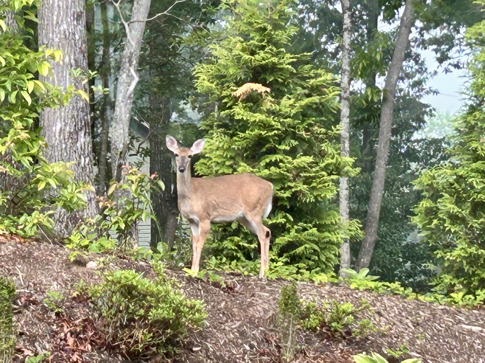Nous voyons beaucoup de cerfs dans le jardin