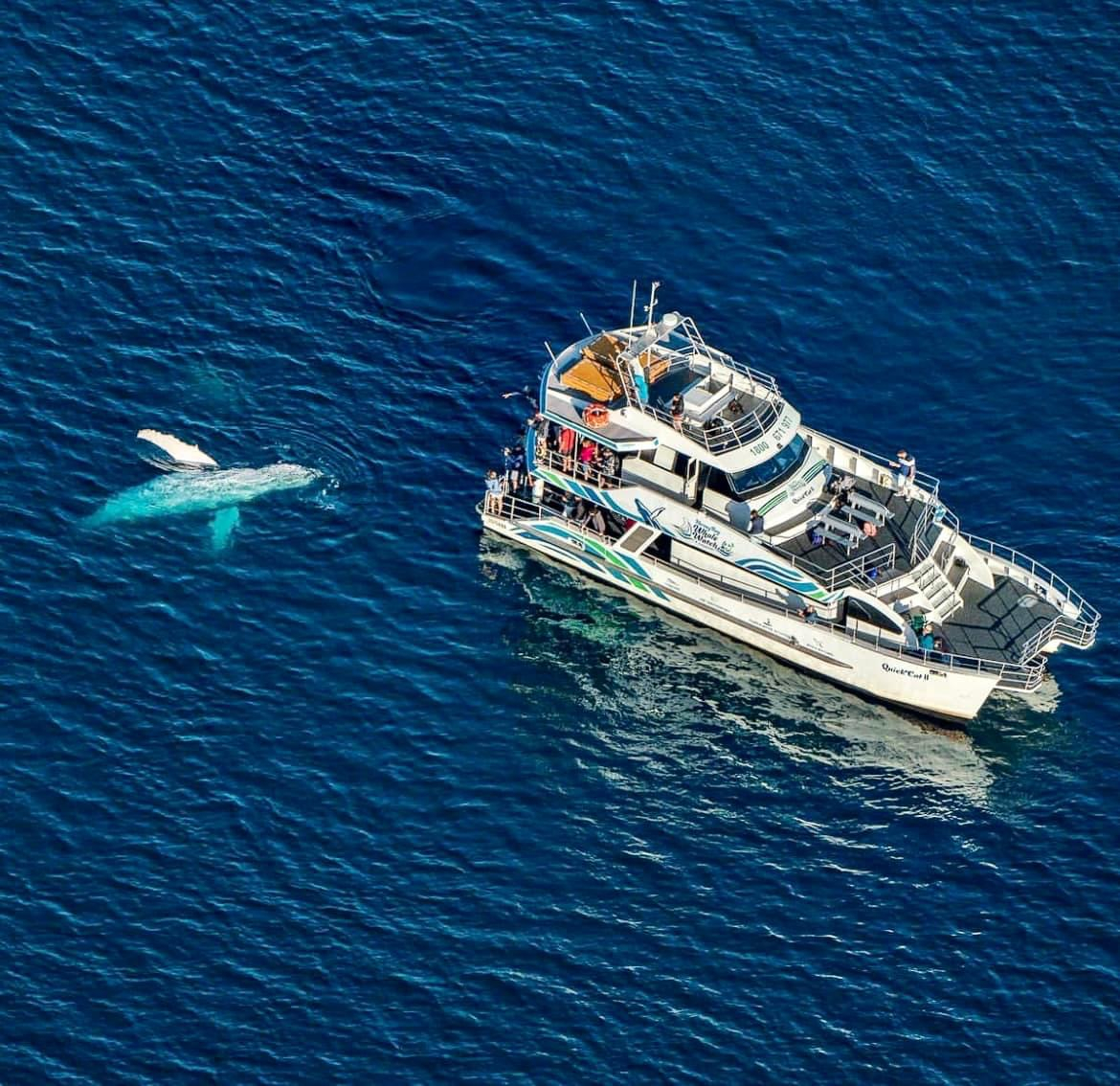 Whale watching season July to October.