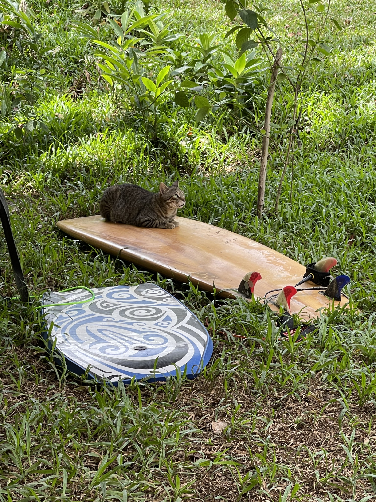 Porco también surfea de vez en cuando 😏🐈