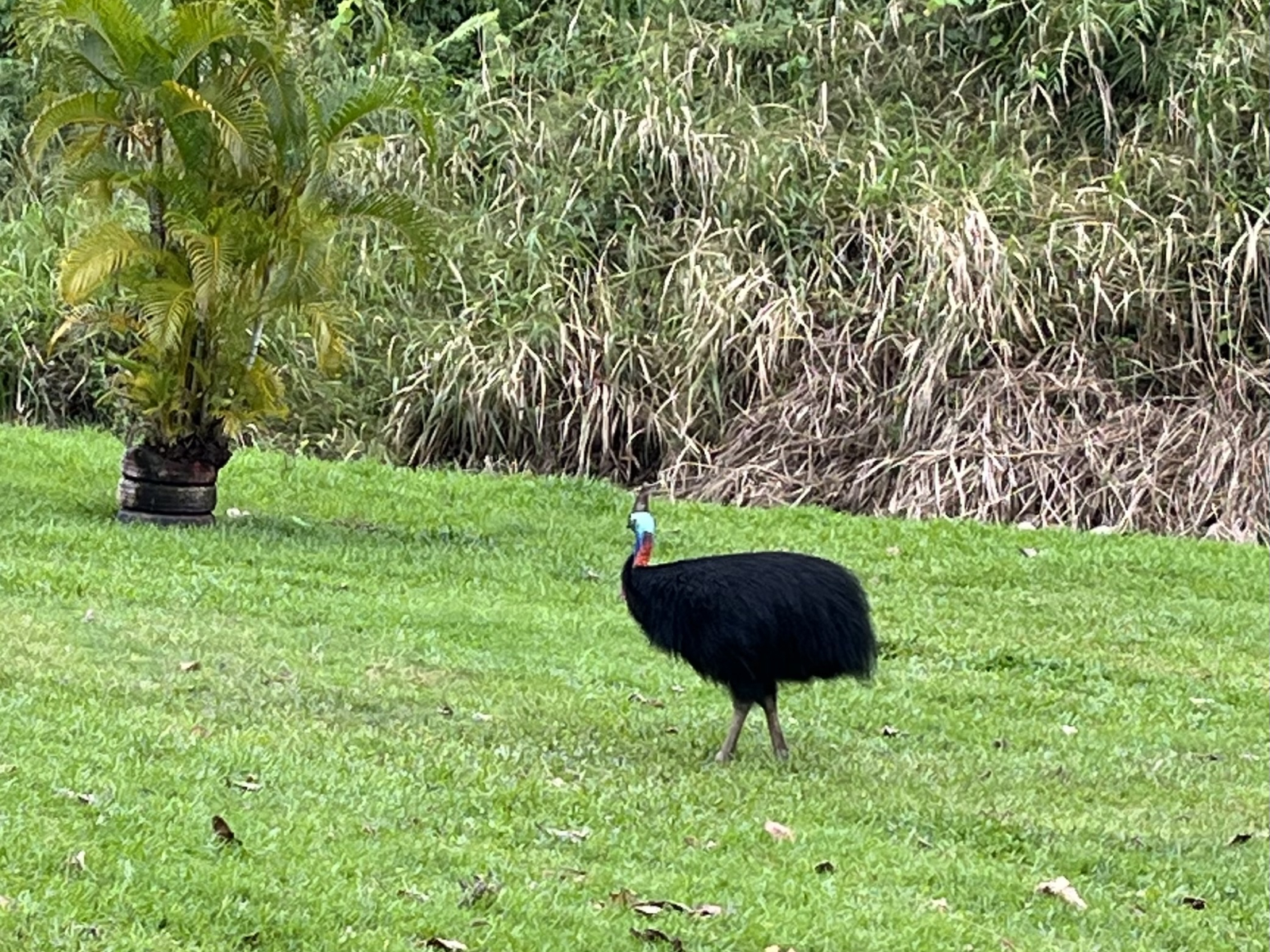 Un casuario in natura