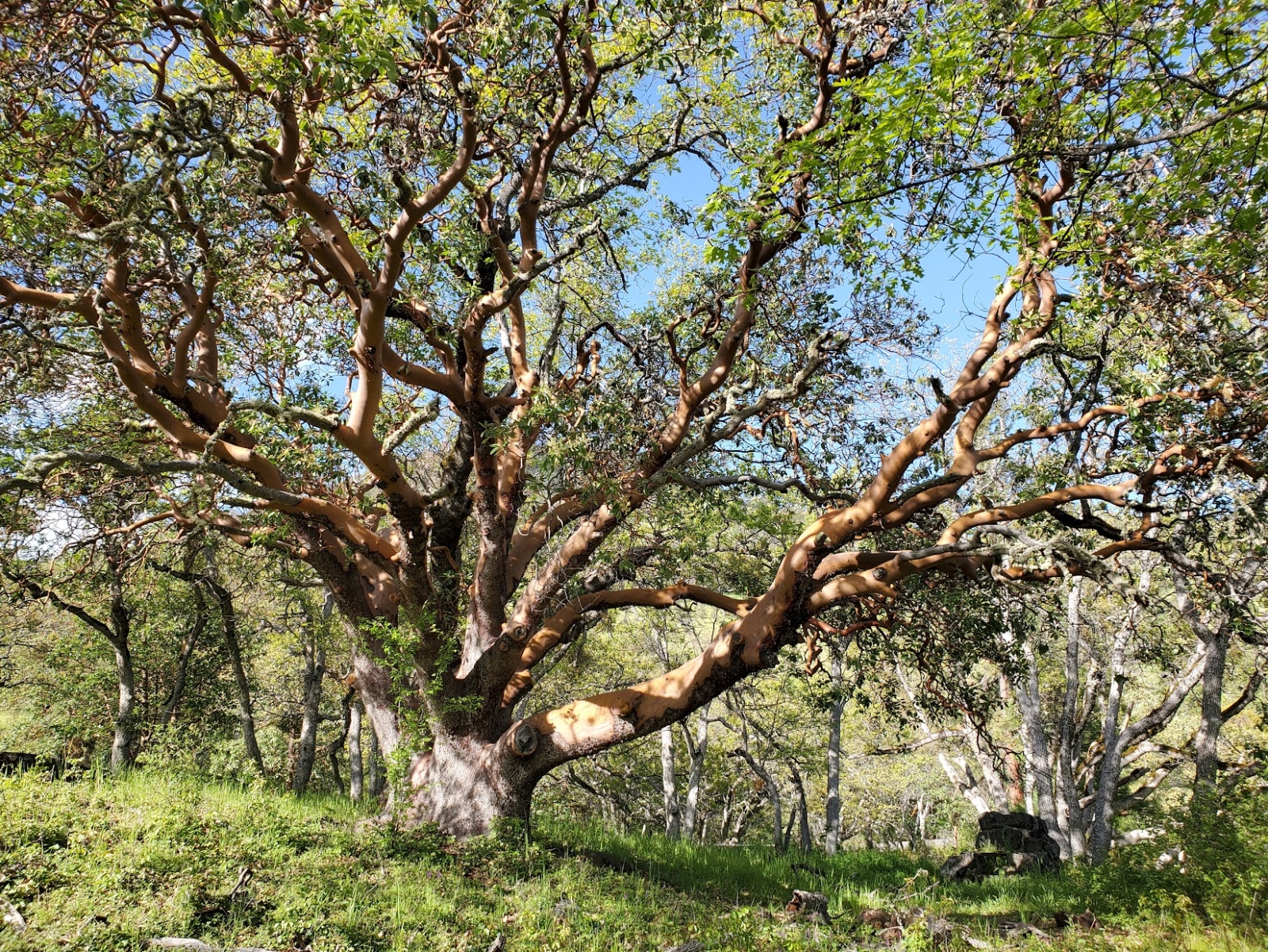 Albero del madrone
