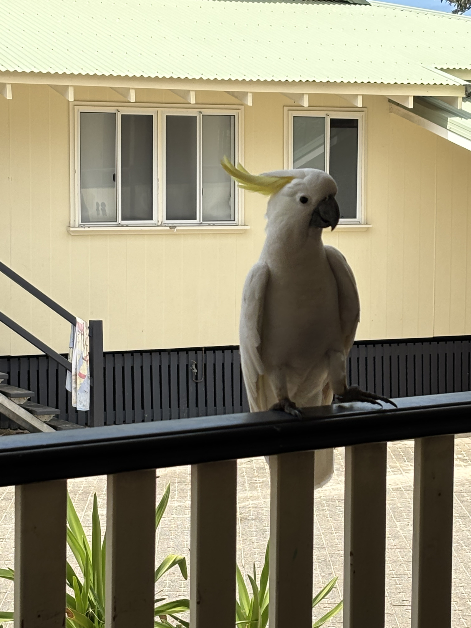 Sie werden regelmäßig Besuche von unseren Wildvögeln bekommen.