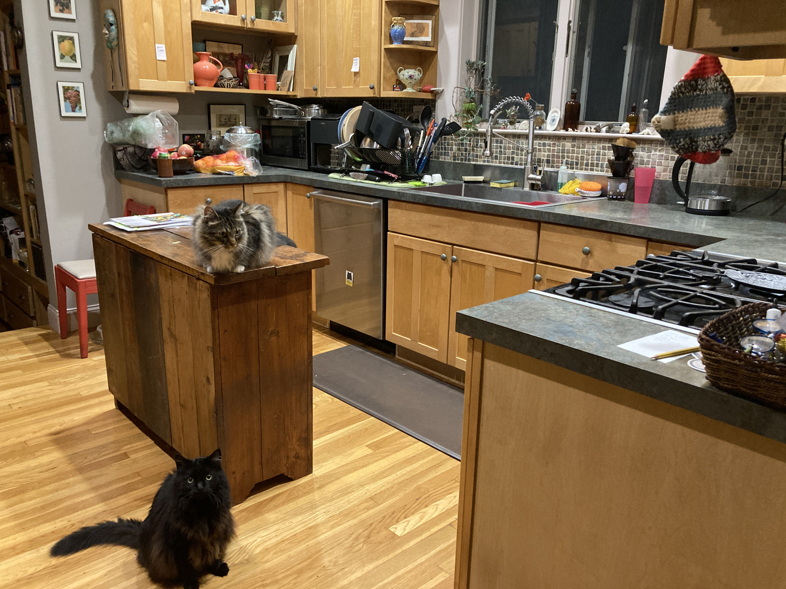 Kitchen (with kitty cats). The doorway to the basement is on the left, and the dining room is down t ...