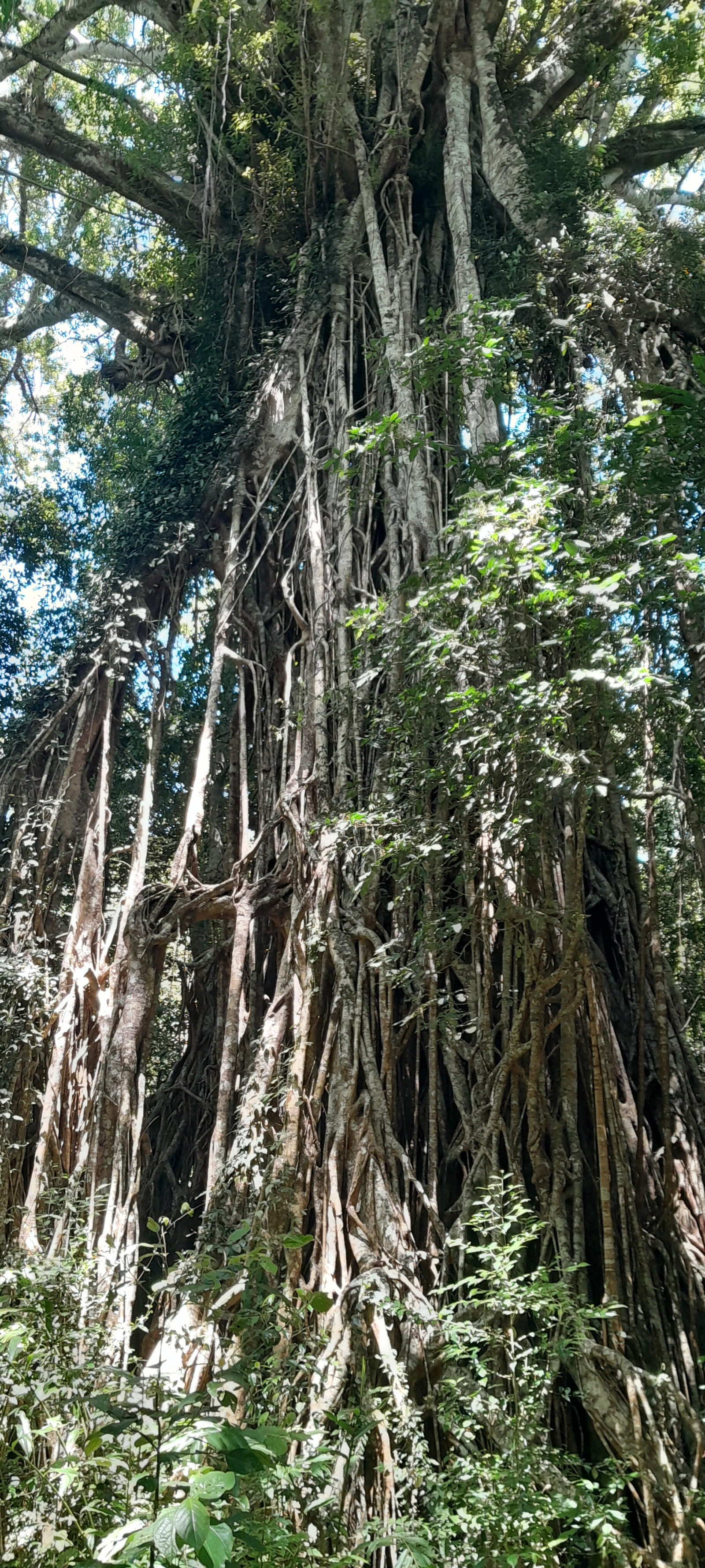 Cathedral Fig Tree
