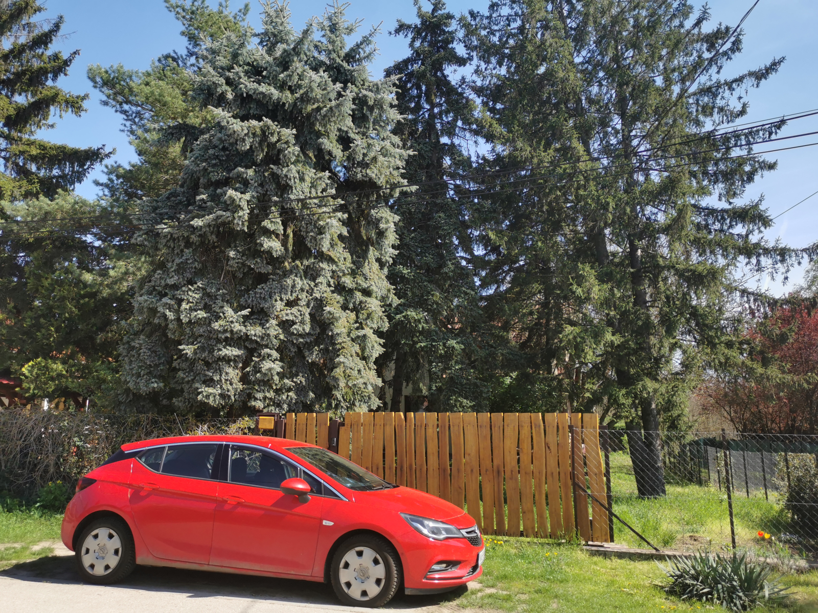 El frente de nuestro jardín con nuestro mini bosque :)