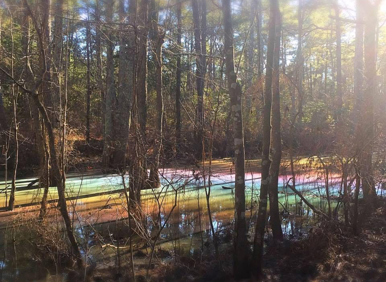 Rainbow Ponds at First Landing State Park…one block away!