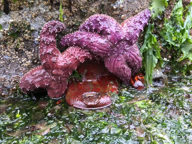 Esplorare le spiagge durante la bassa marea è un'attività molto popolare a Seattle. Golden Gardens e Carkeek Park sono due delle nostre spiagge preferite da esplorare—ed entrambe distano circa 20 minuti in auto.