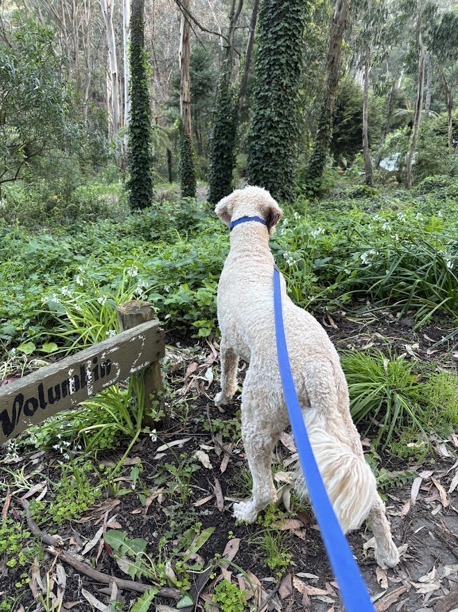 Thuis in de heuvels met uitzicht over de Yarra Valley en de skyline van het CBD, prachtige zonsondergangen en mini-geiten! <1 uur vanaf het stadscentrum