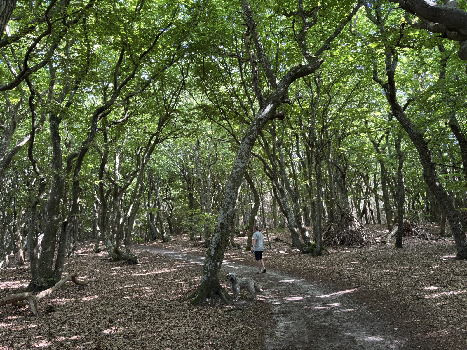 Littoral/forêt près de la maison