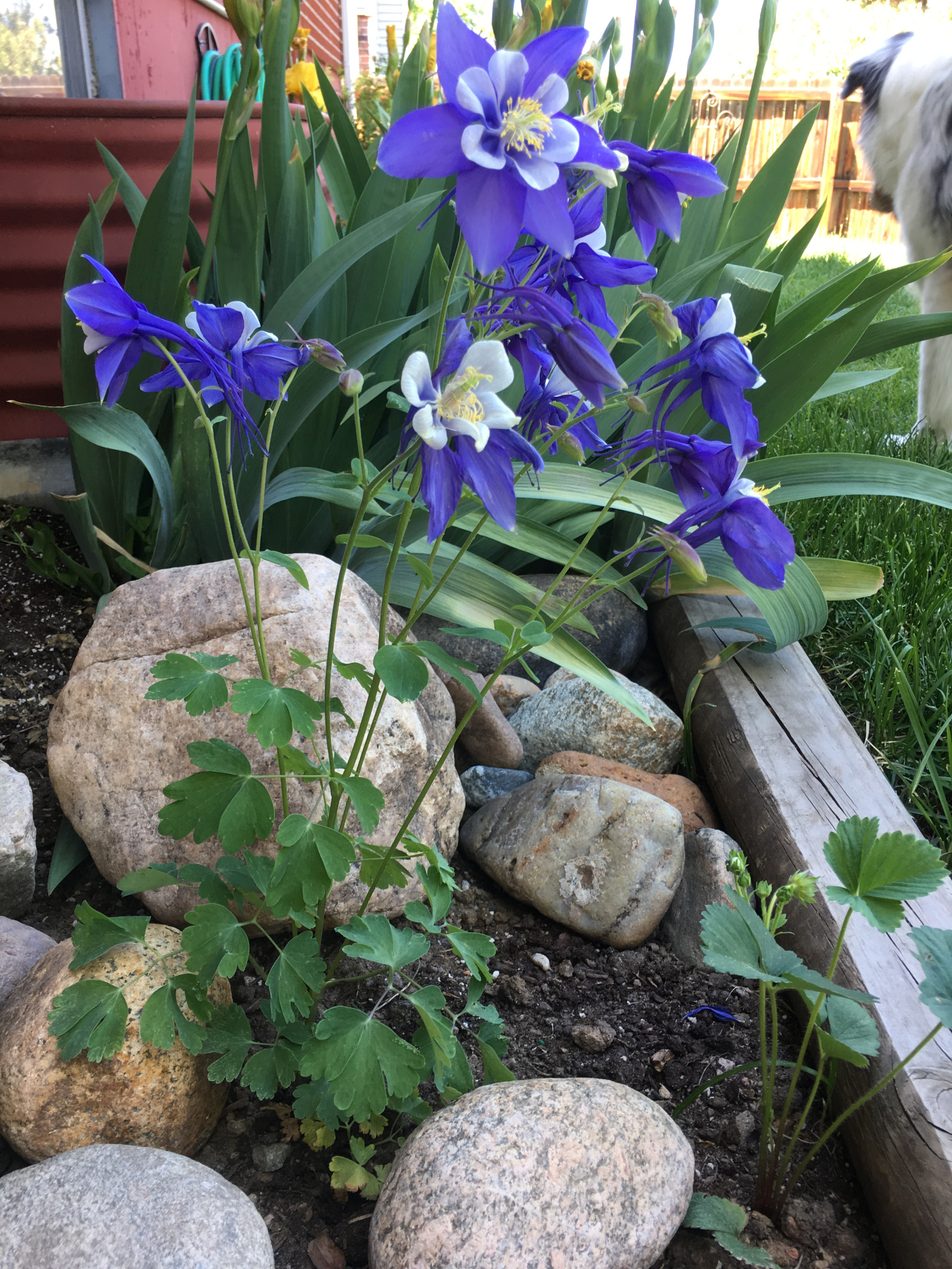 De magnifiques ancolies - la fleur de l’État du Colorado - dans notre jardin d’été, ainsi que des fr ...