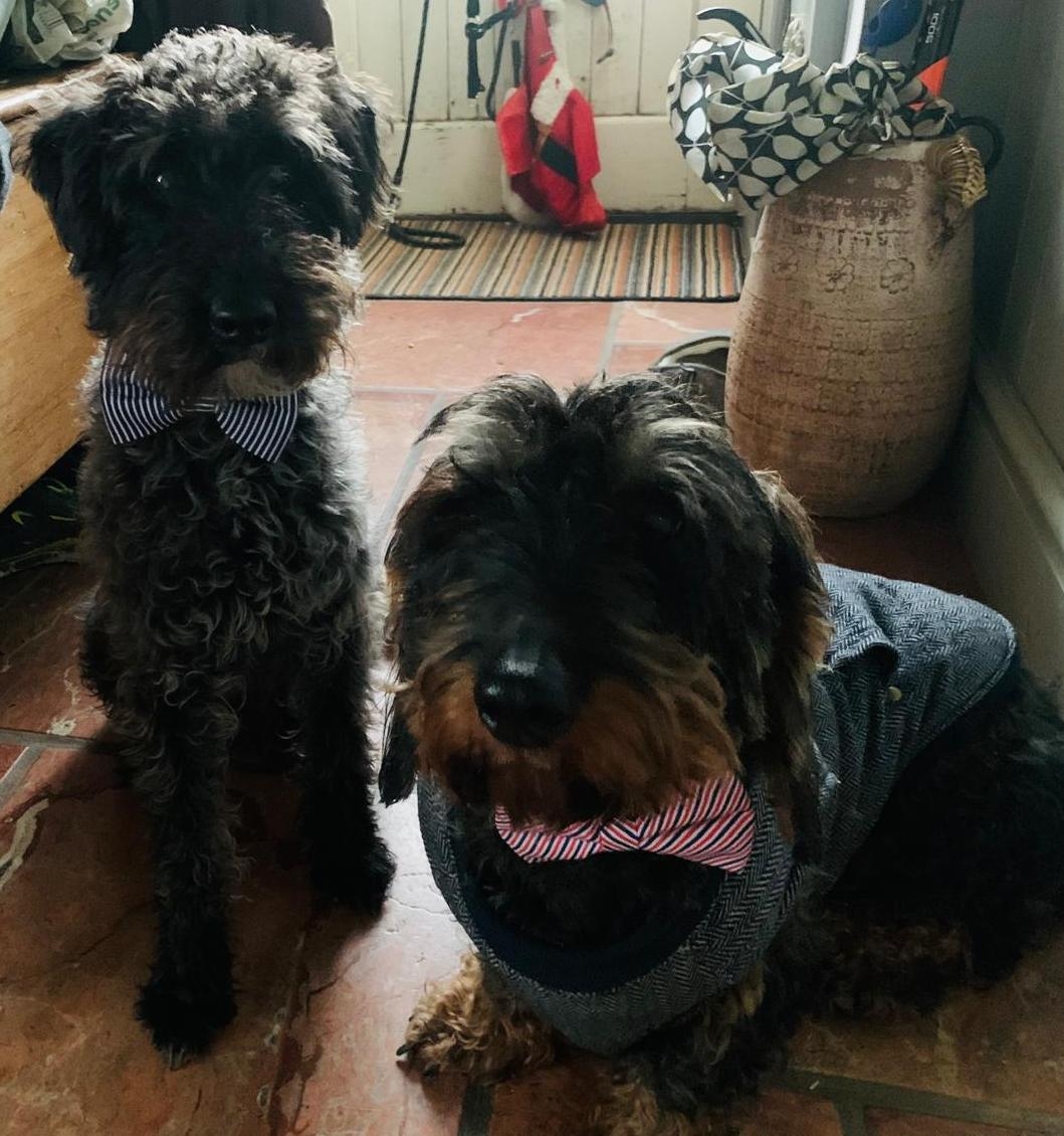 Lar de Teddy & Chester, Snoop, o gato, e Gracey, nosso pônei