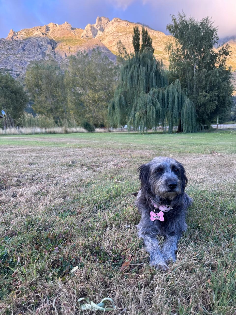 our little dog Cachila