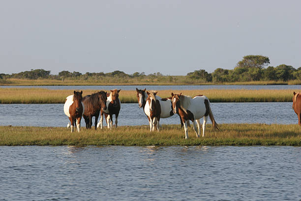 Ponies on Assateague Island