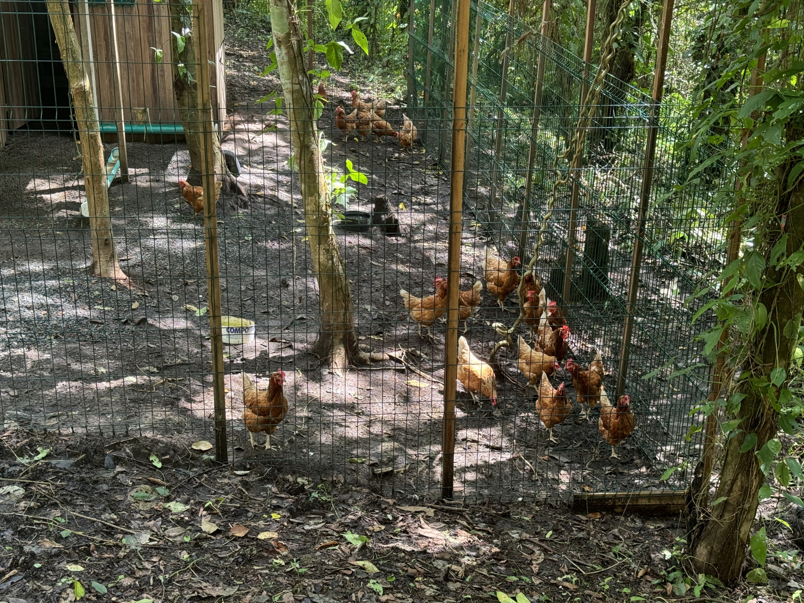 Tenemos nuestro propio gallinero y siempre obtenemos huevos frescos por la mañana, esto se distribuy ...