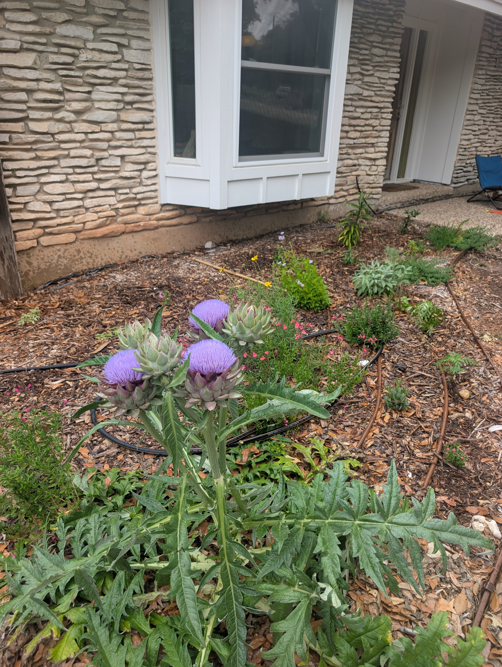 Garden full of flowers and herbs. Feel free to harvest while you're here!