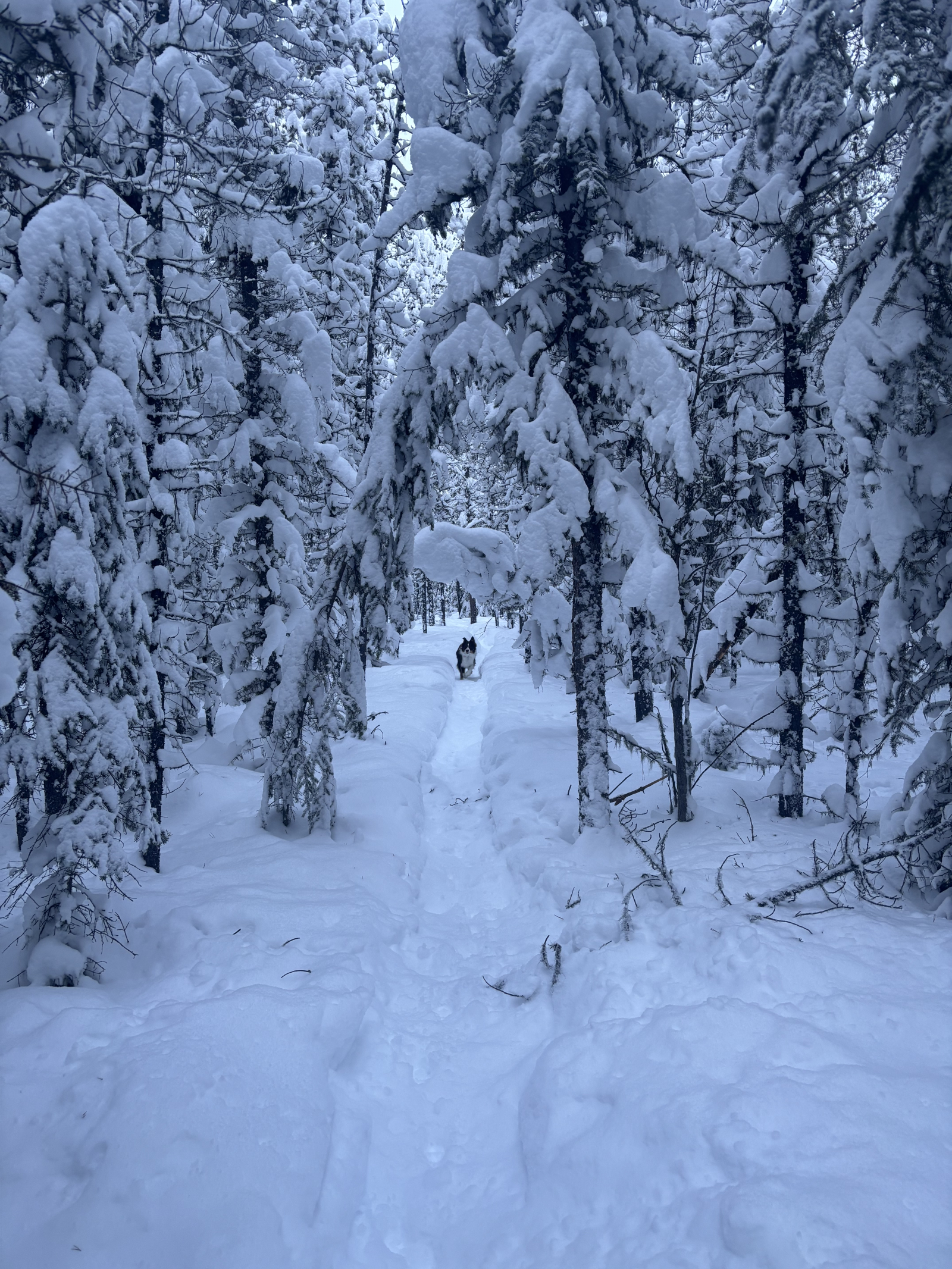 An amazing trail system across the road from the front door!