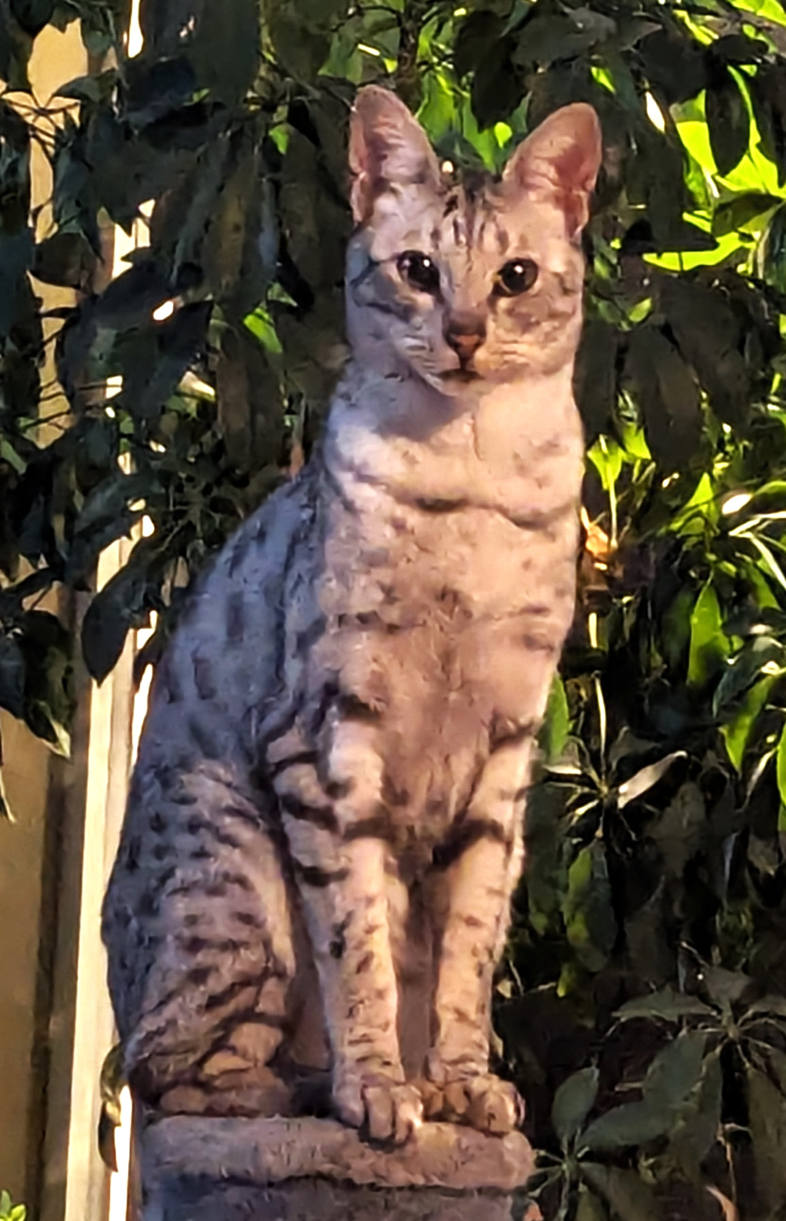 Duma, Queen of the Empire, graciously allows us to accompany her on her travels.