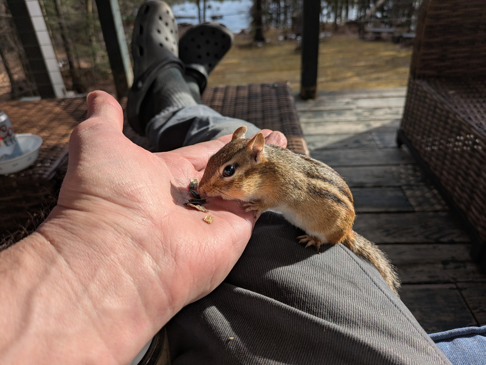 Gli scoiattoli sono molto docili e possono essere nutriti se lo desideri.