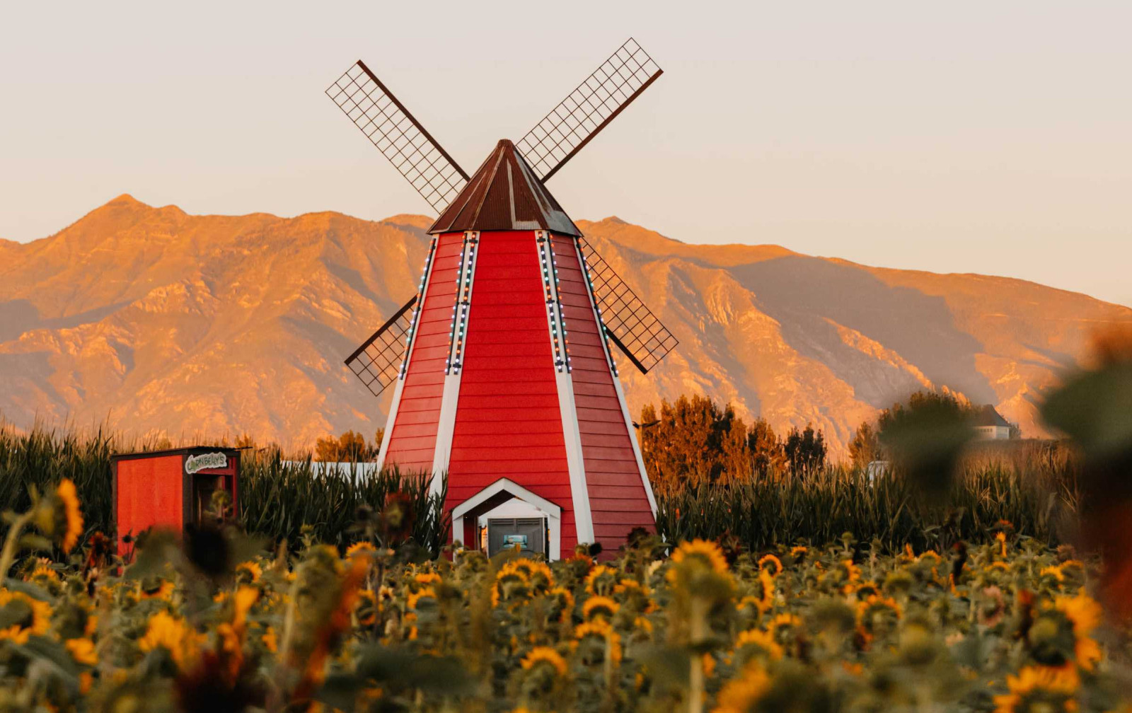 The sunflower festival in the fall!