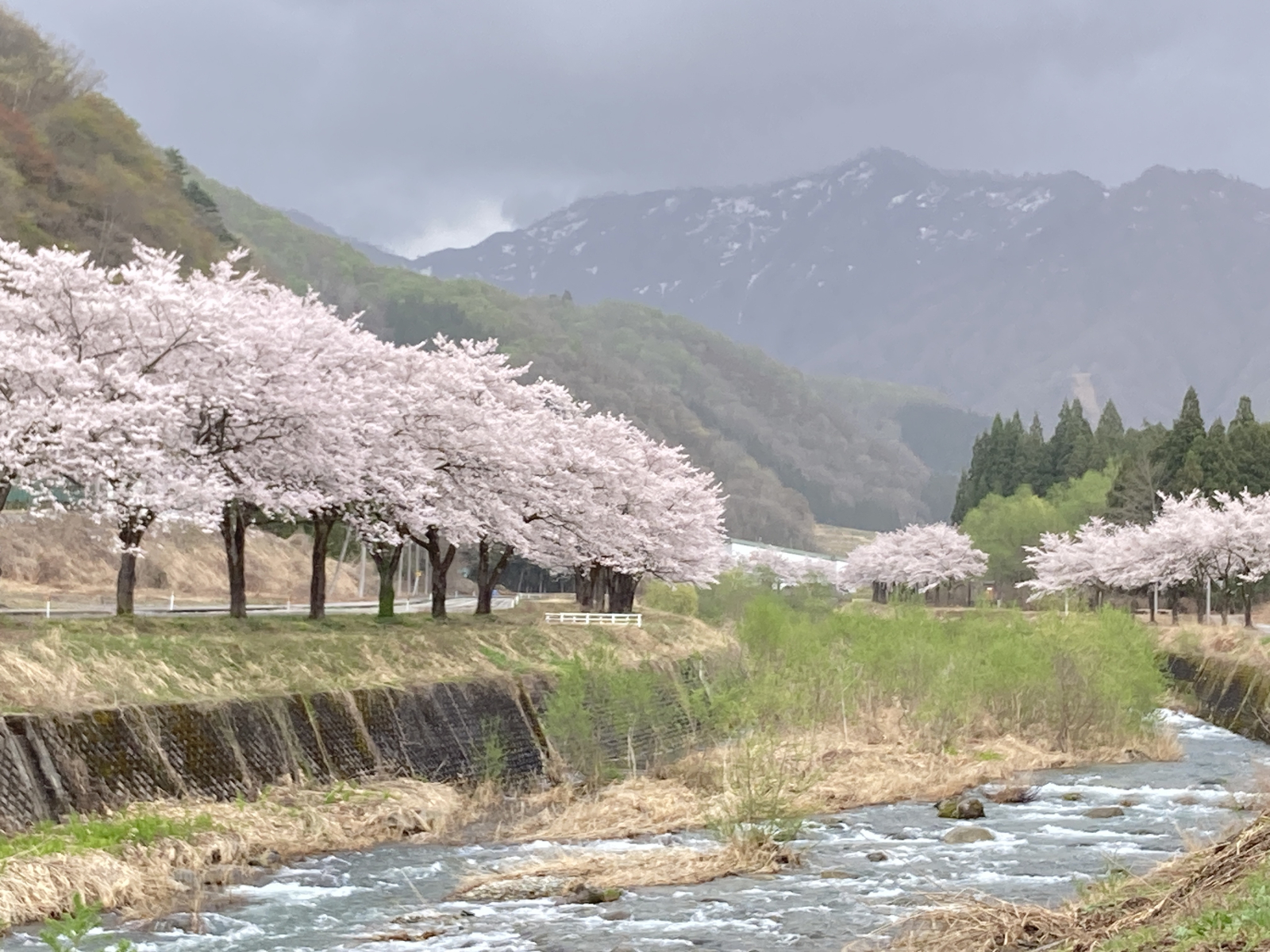 Kirschblüte am Uono River Mitte April