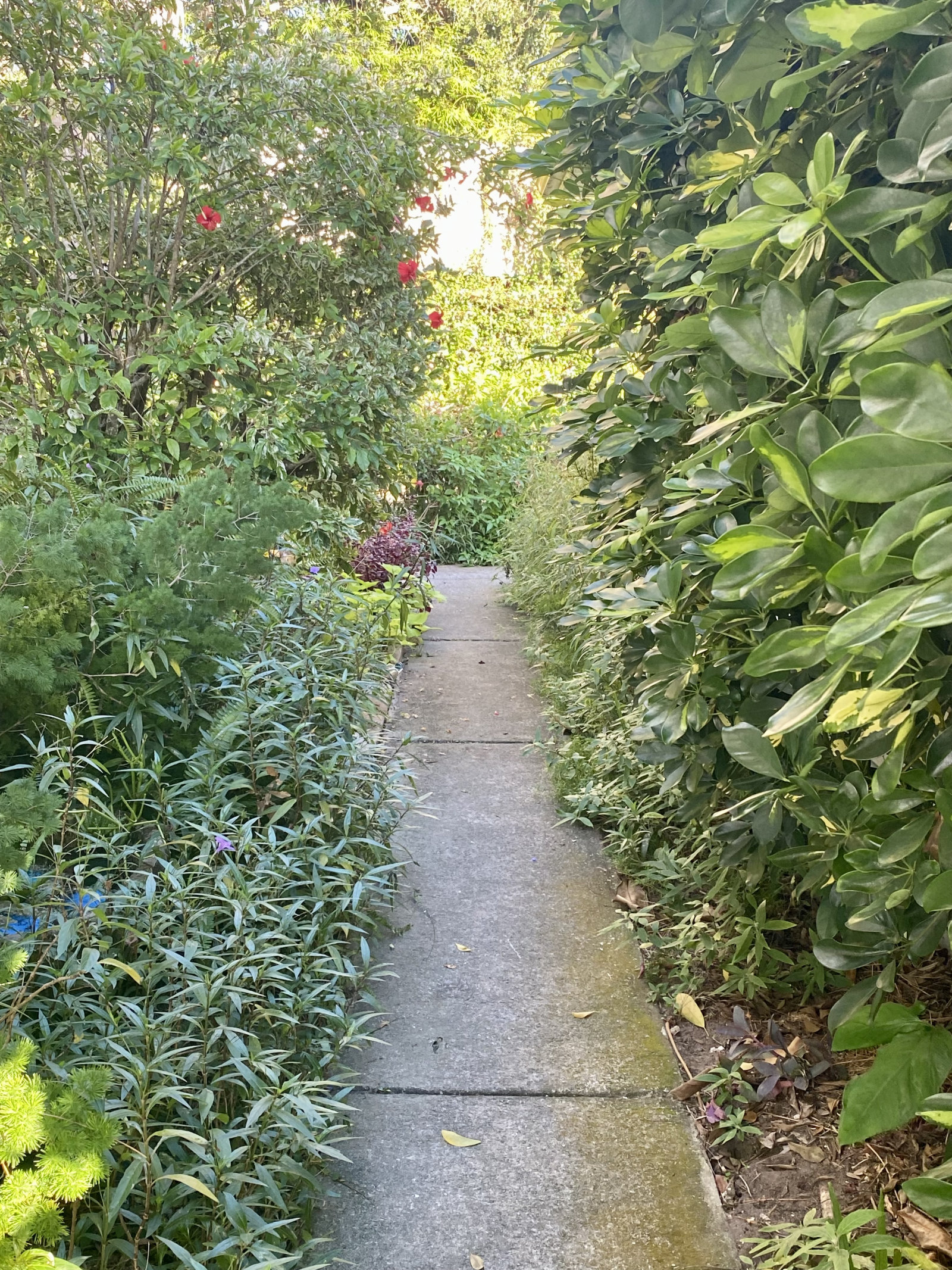 Allée vers le front de mer de la cour arrière. Excellente pêche.