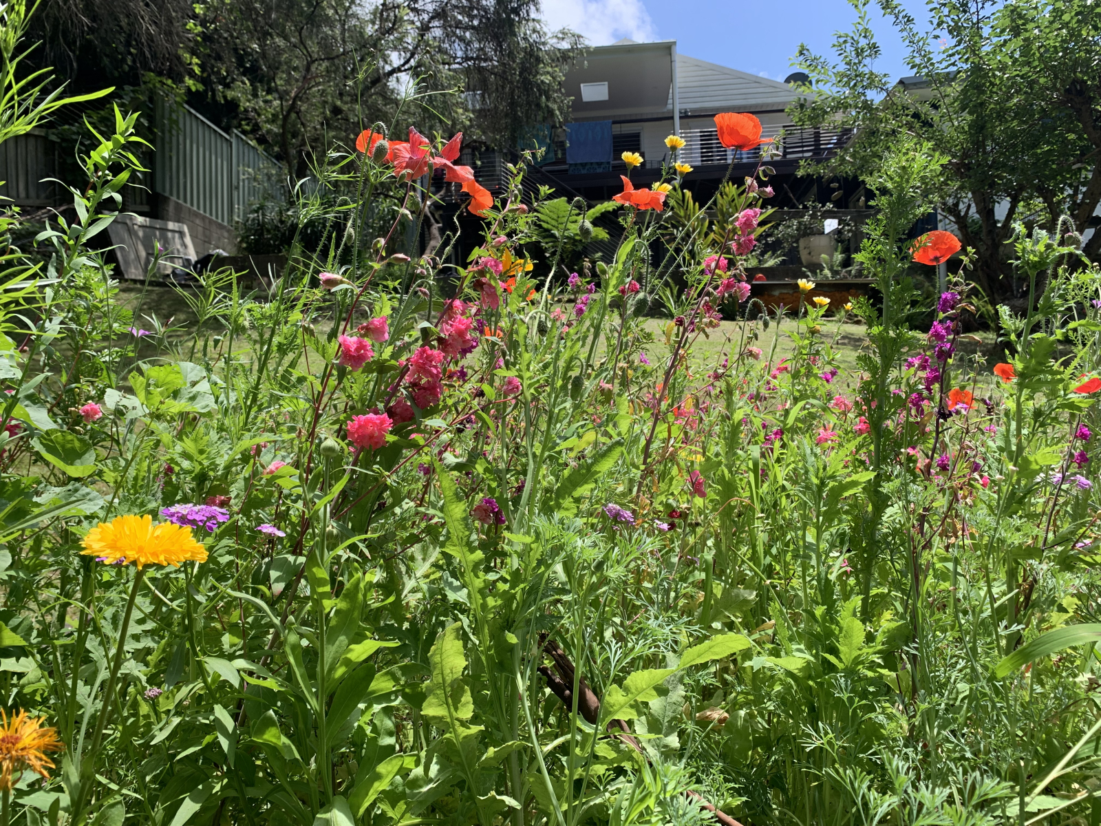 Vista desde el fondo de nuestro jardín mirando hacia atrás a la casa
