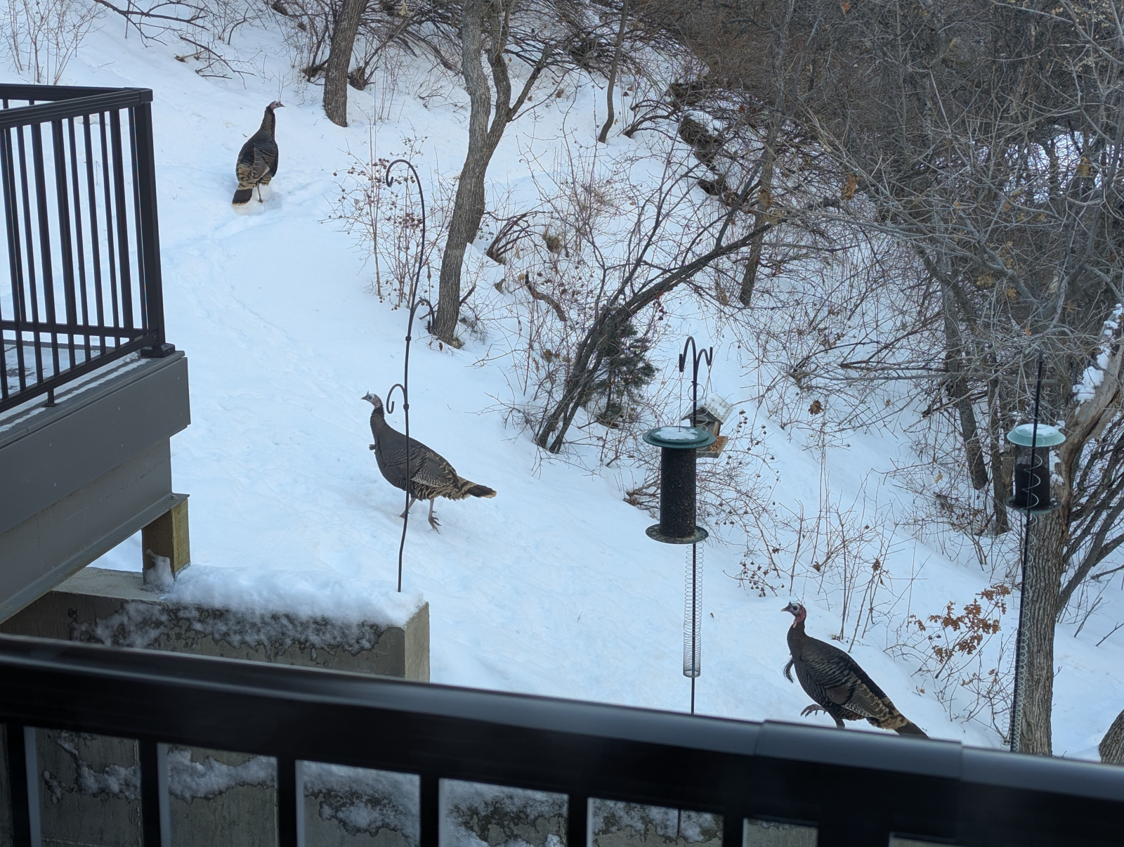 Wild turkeys foraging in the yard, just off the rear deck.