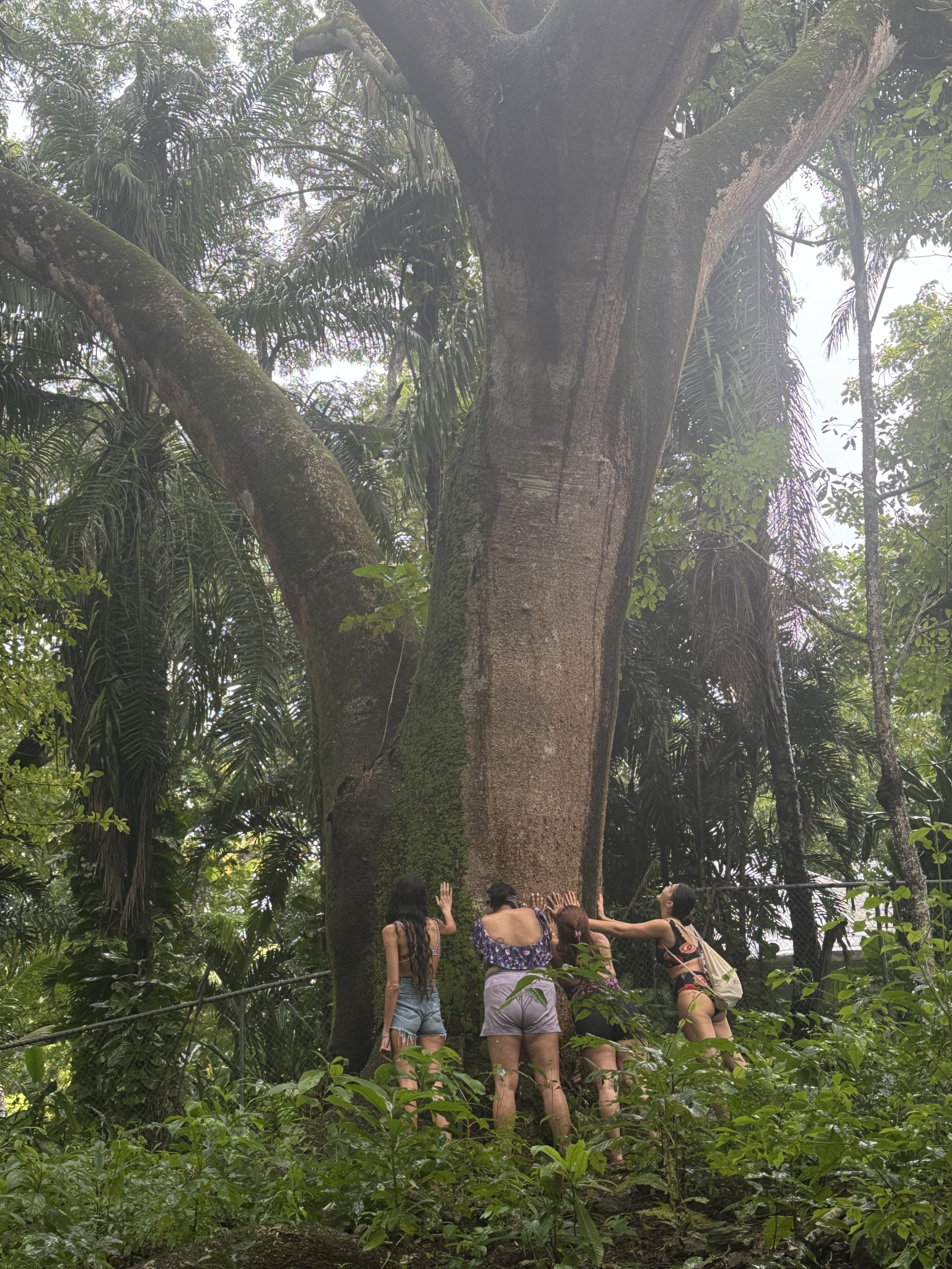 Me encanta este lugar mágico con hermosos árboles 🌳 Pequeña visita con nuestros amigos☺️