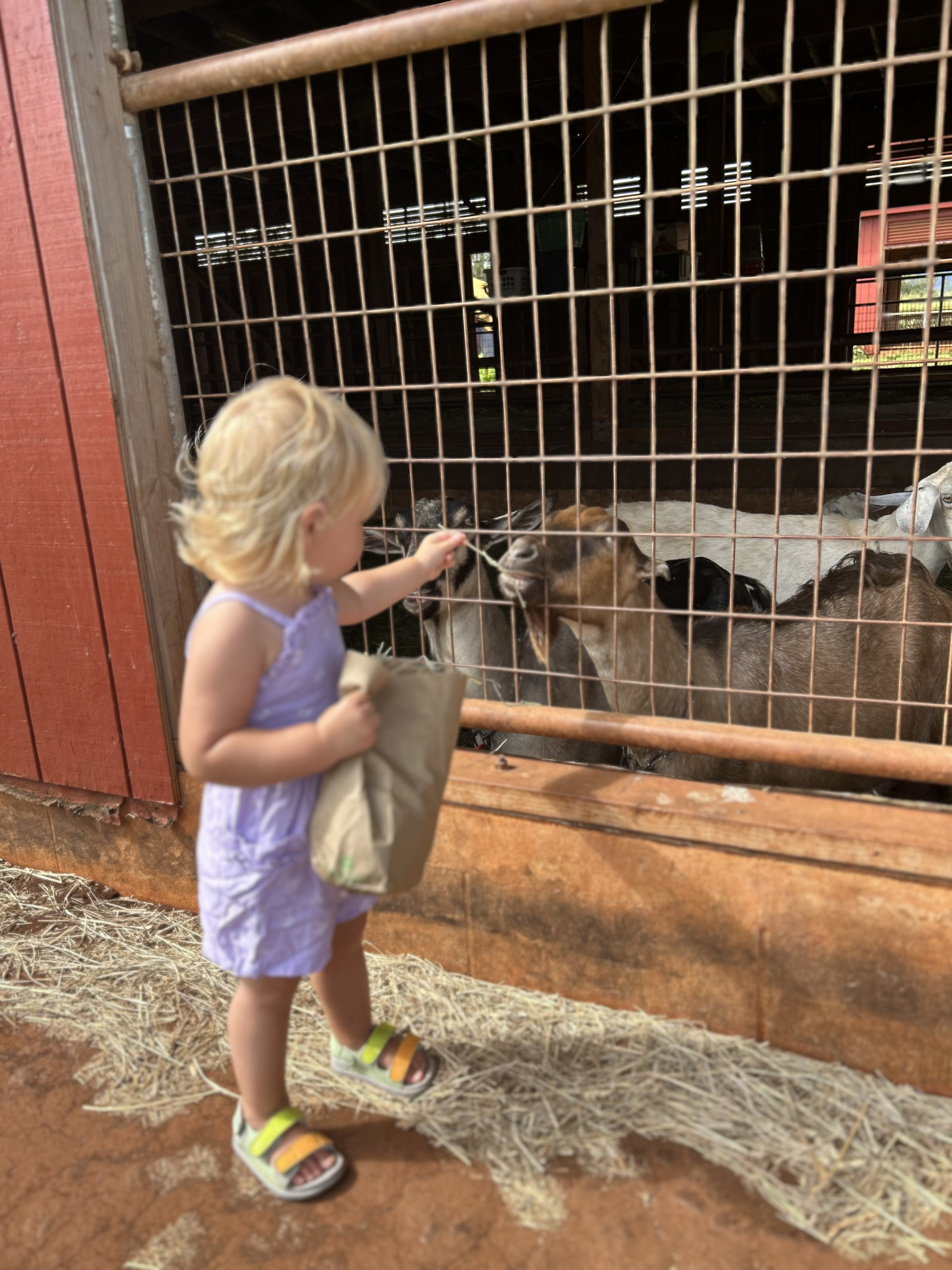There’s a goat farm about 25 minutes from us. It’s free! The kids (or adults) can feed the goats. Th ...