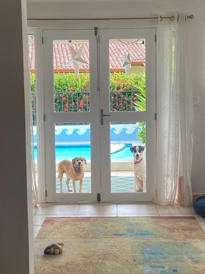 Bellissima piscina privata in giardino anteriore. Cani non inclusi.
