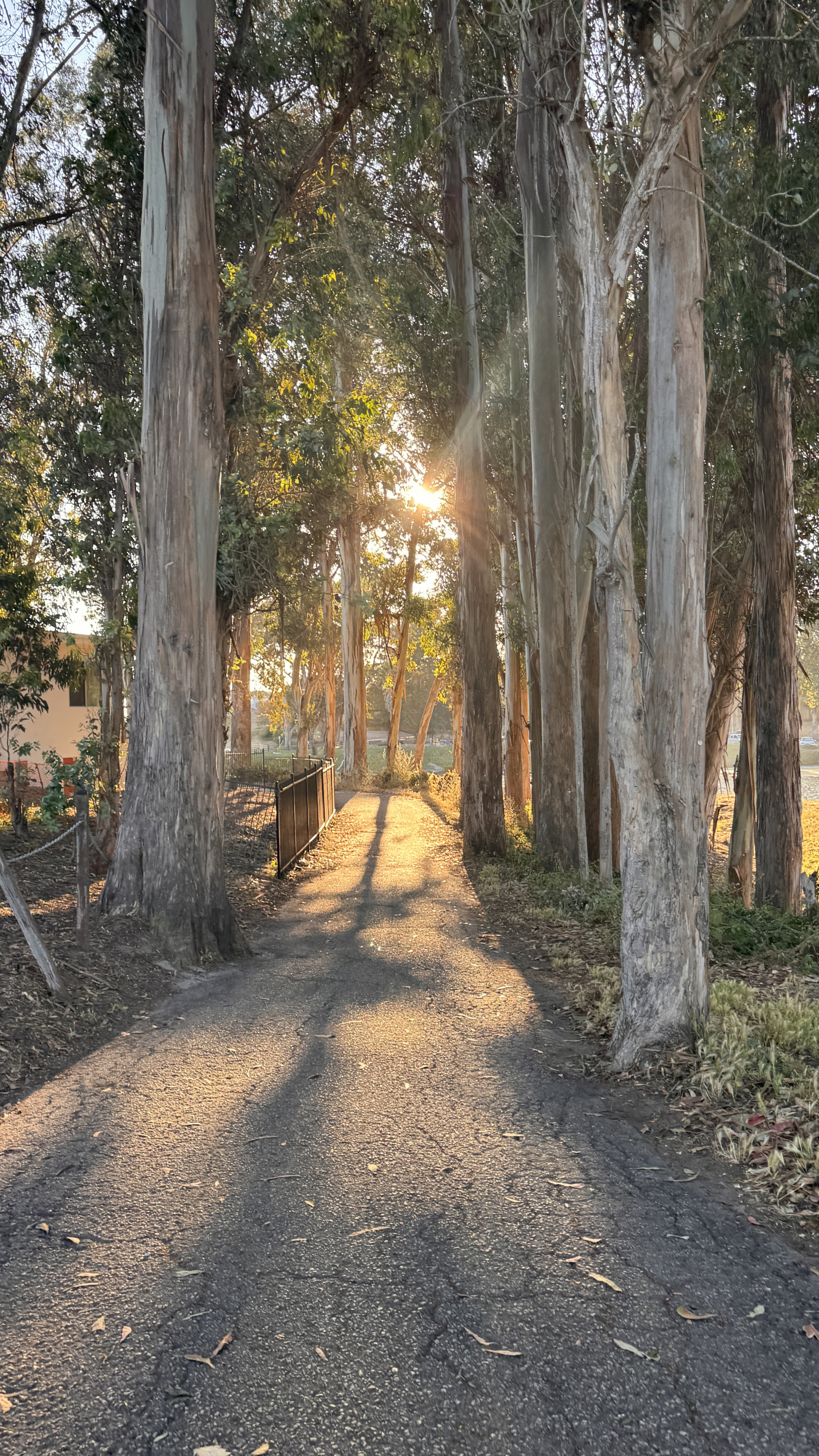 Paseo de la arboleda de eucaliptos a la playa cerca de nuestra casa.
