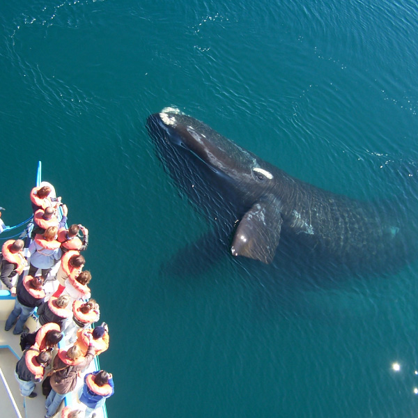 Observation des baleines