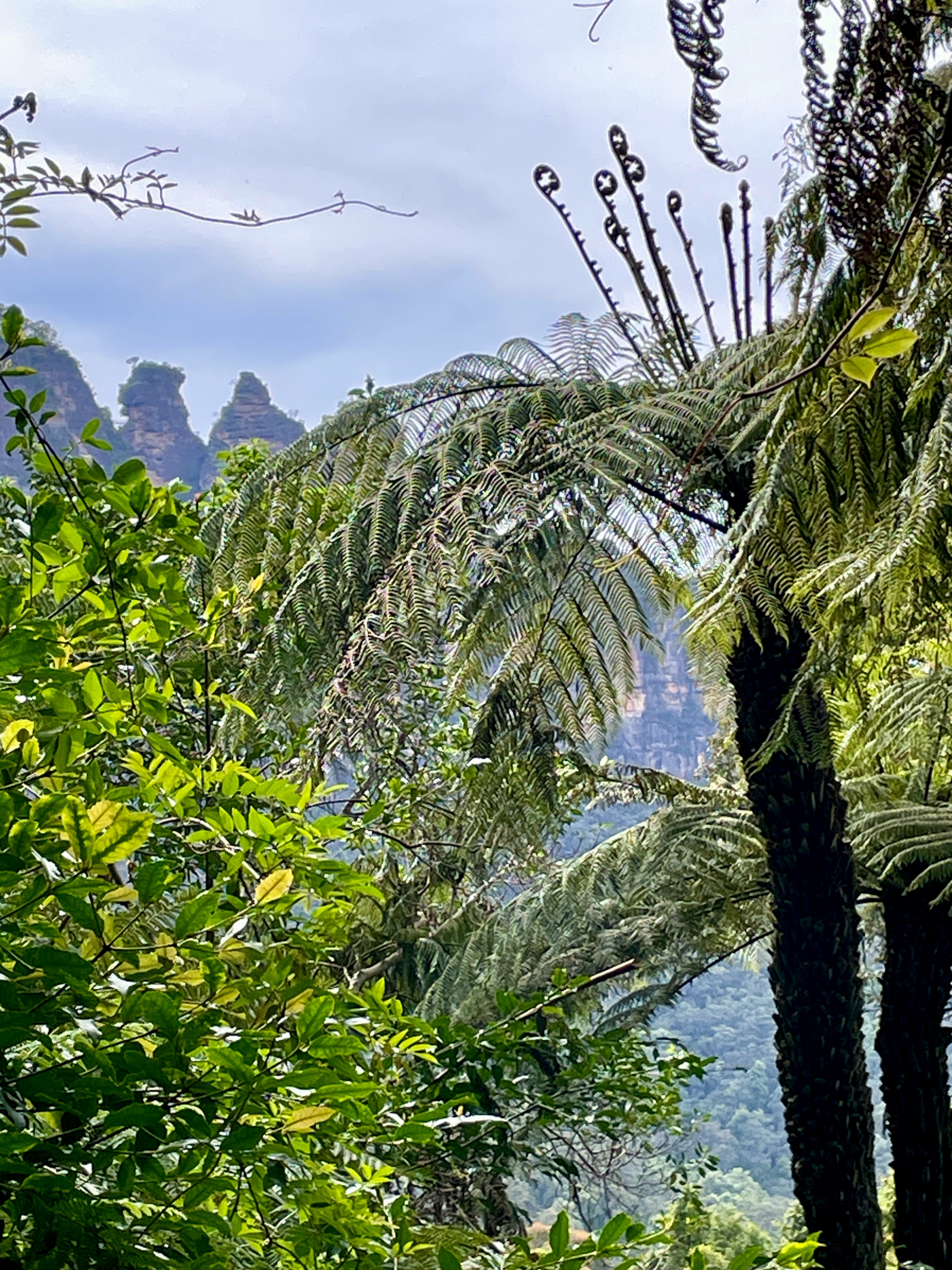 Passeggiata nella foresta pluviale temperata sotto "Le Tre Sorelle"