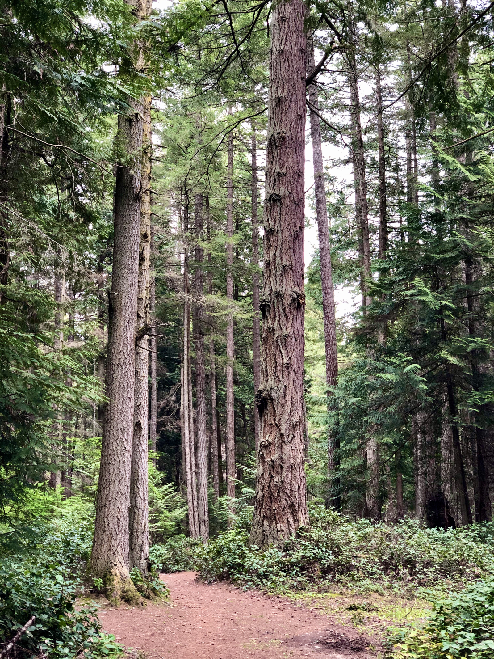 Nearby trails offer hundreds of kilometres for hiking and mountain biking and include old growth tre ...