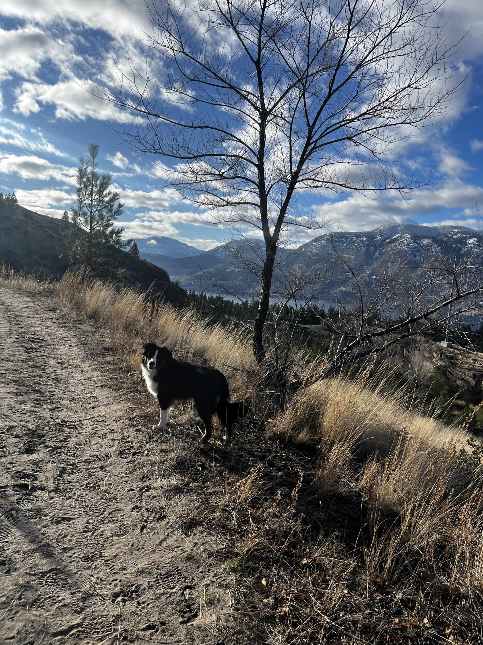 Una caminata local a solo unos minutos de nuestra casa. Con vistas al lago Okanagan.