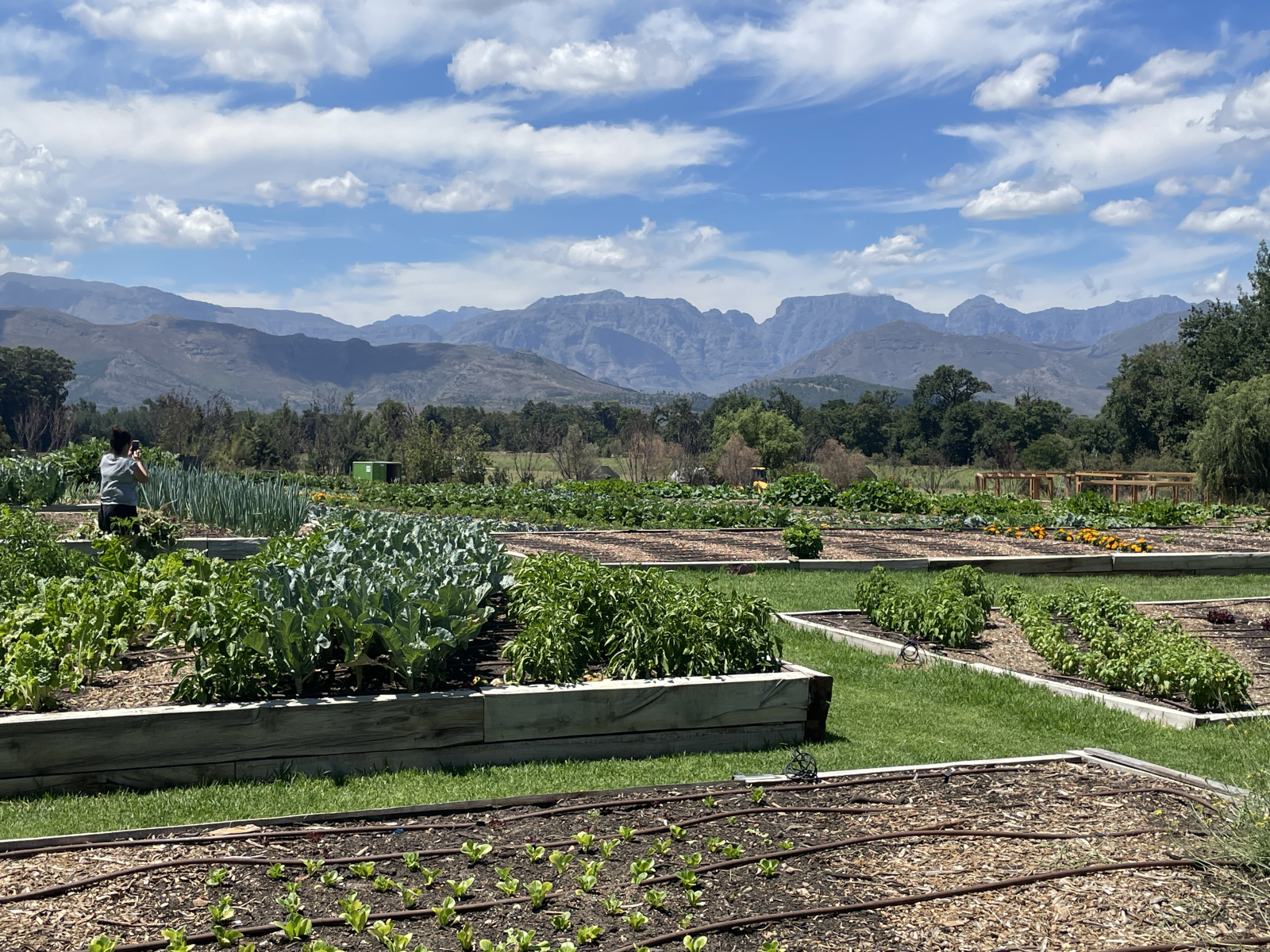 Uitzicht op het Boschendal (onze favoriete wijnboerderij) vanuit hun moestuin