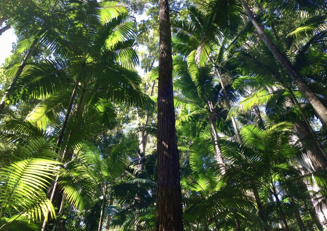 Palm canopy on Fraser Island, a great day trip