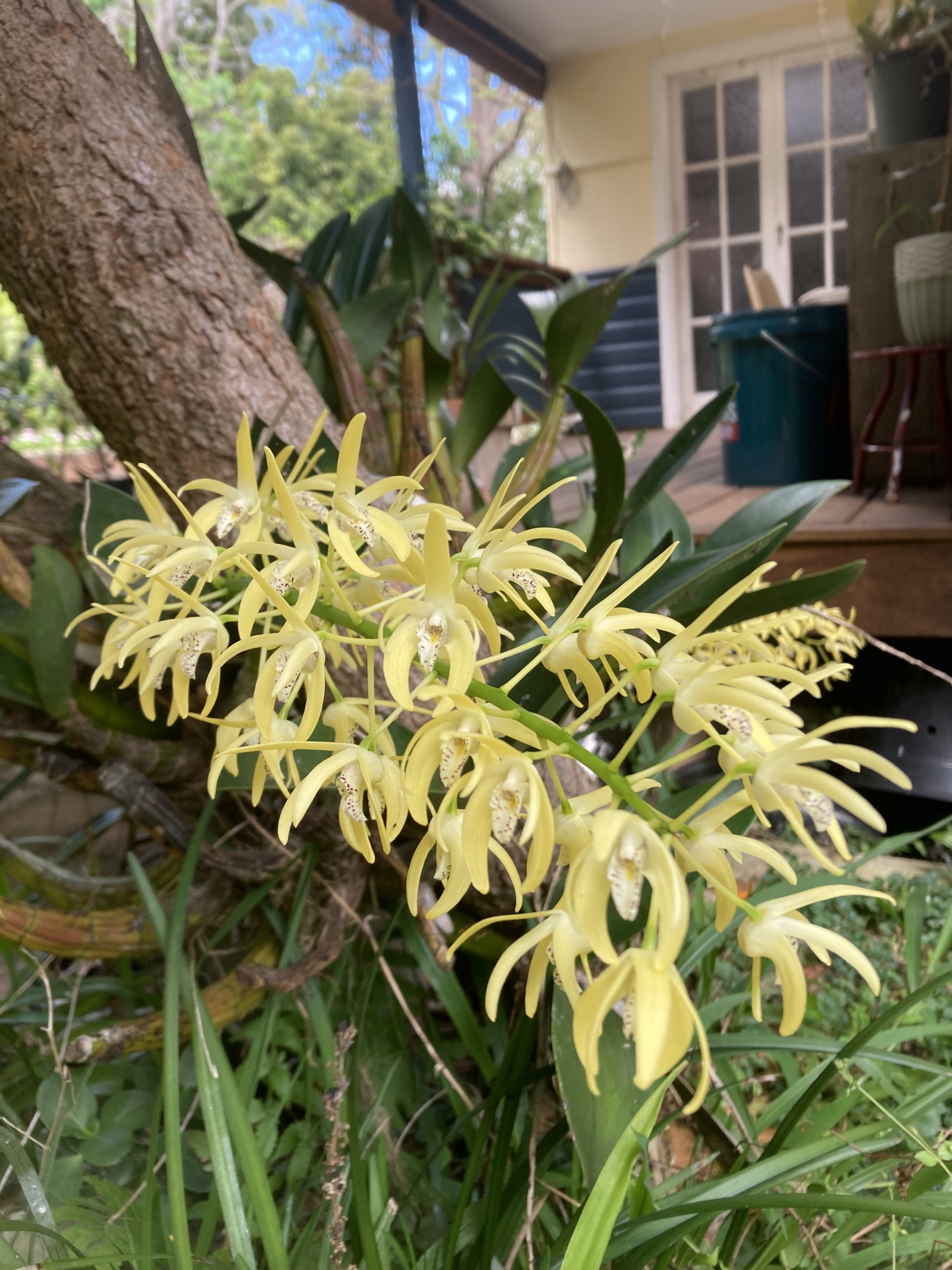 Orchidea che guarda verso la veranda sul retro