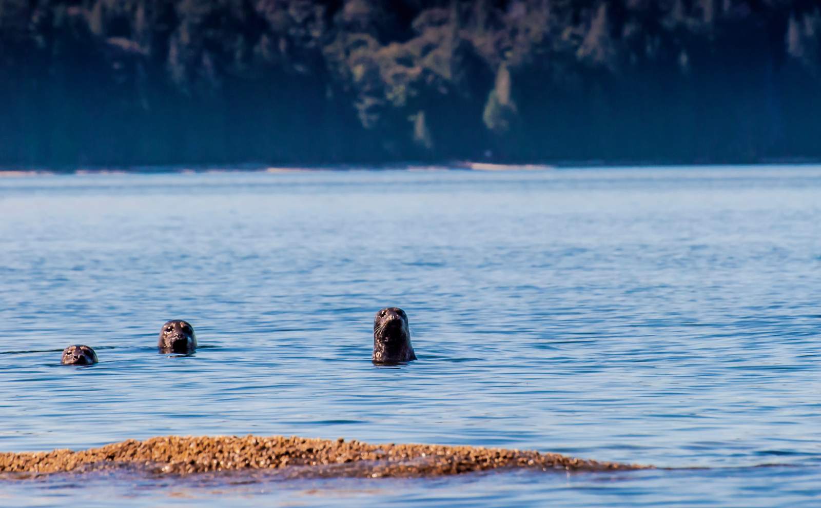 Le foche comuni e i leoni marini sono comunemente avvistati.