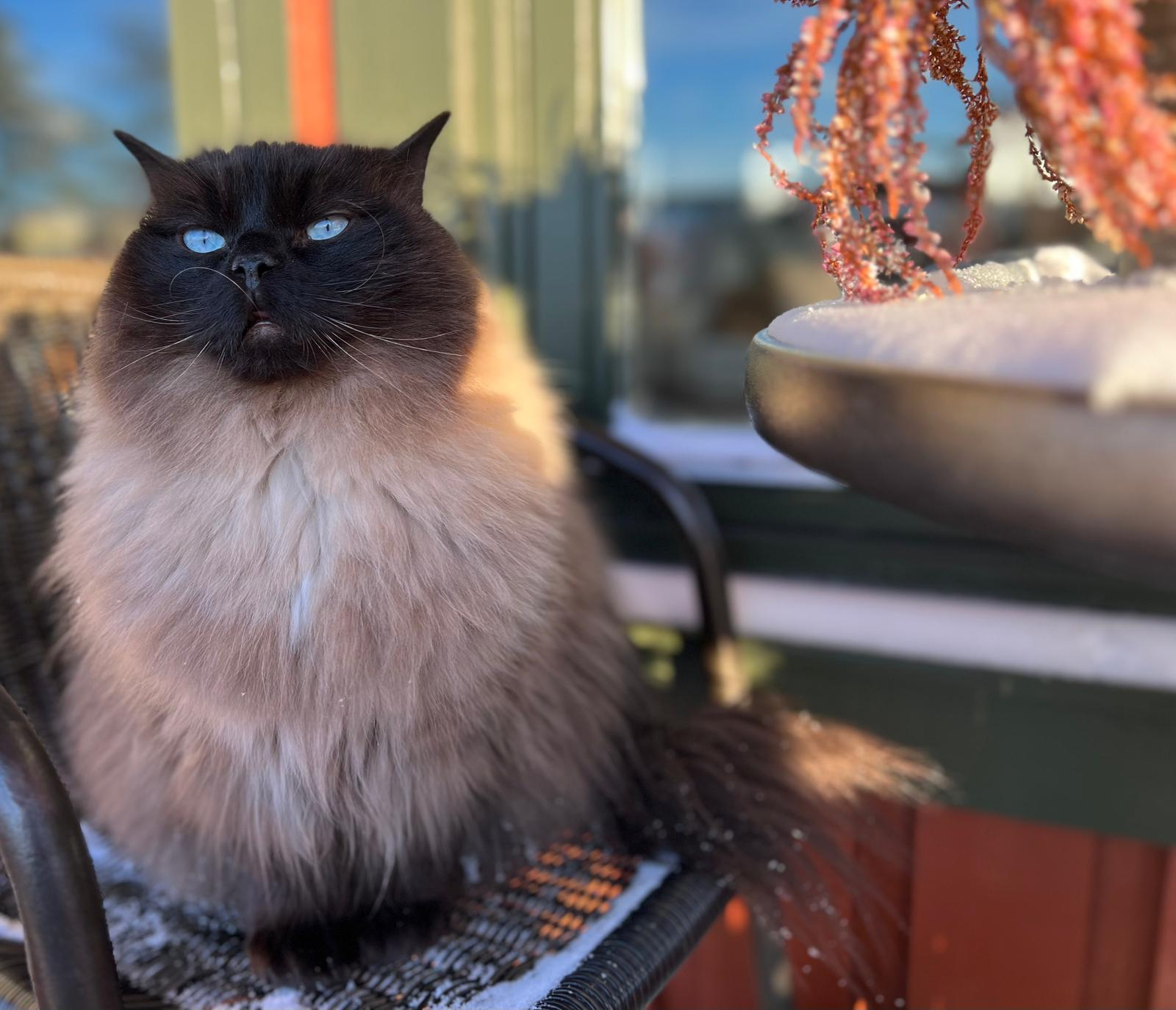 Bibi, queen of everything :)