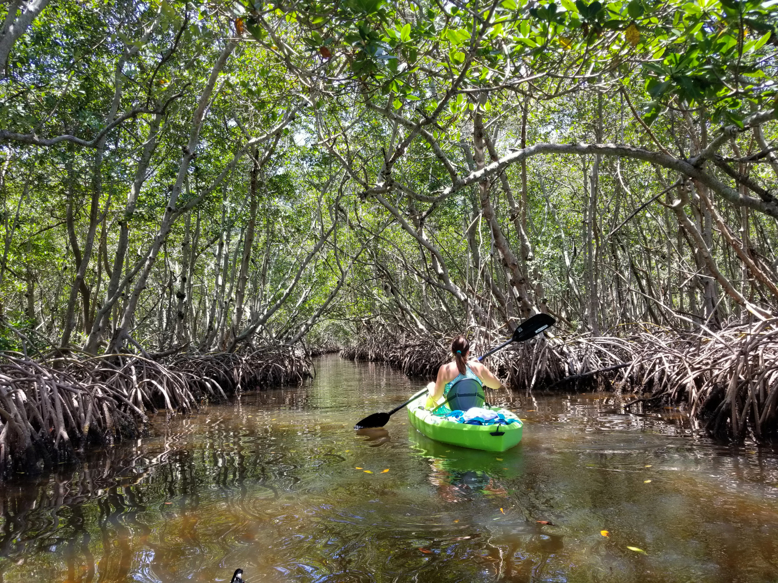 Rent a kayak at South Lido Beach to explore the mangrove tunnels