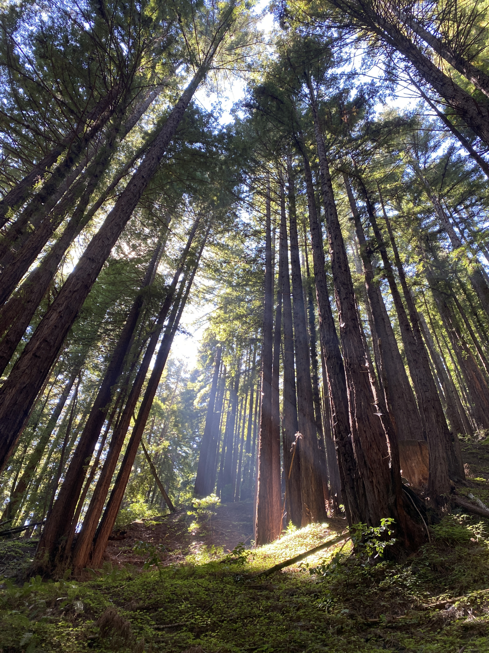 Parque Estatal Nisene Marks / Tierra del Buda de la Medicina. A 15 minutos en coche.